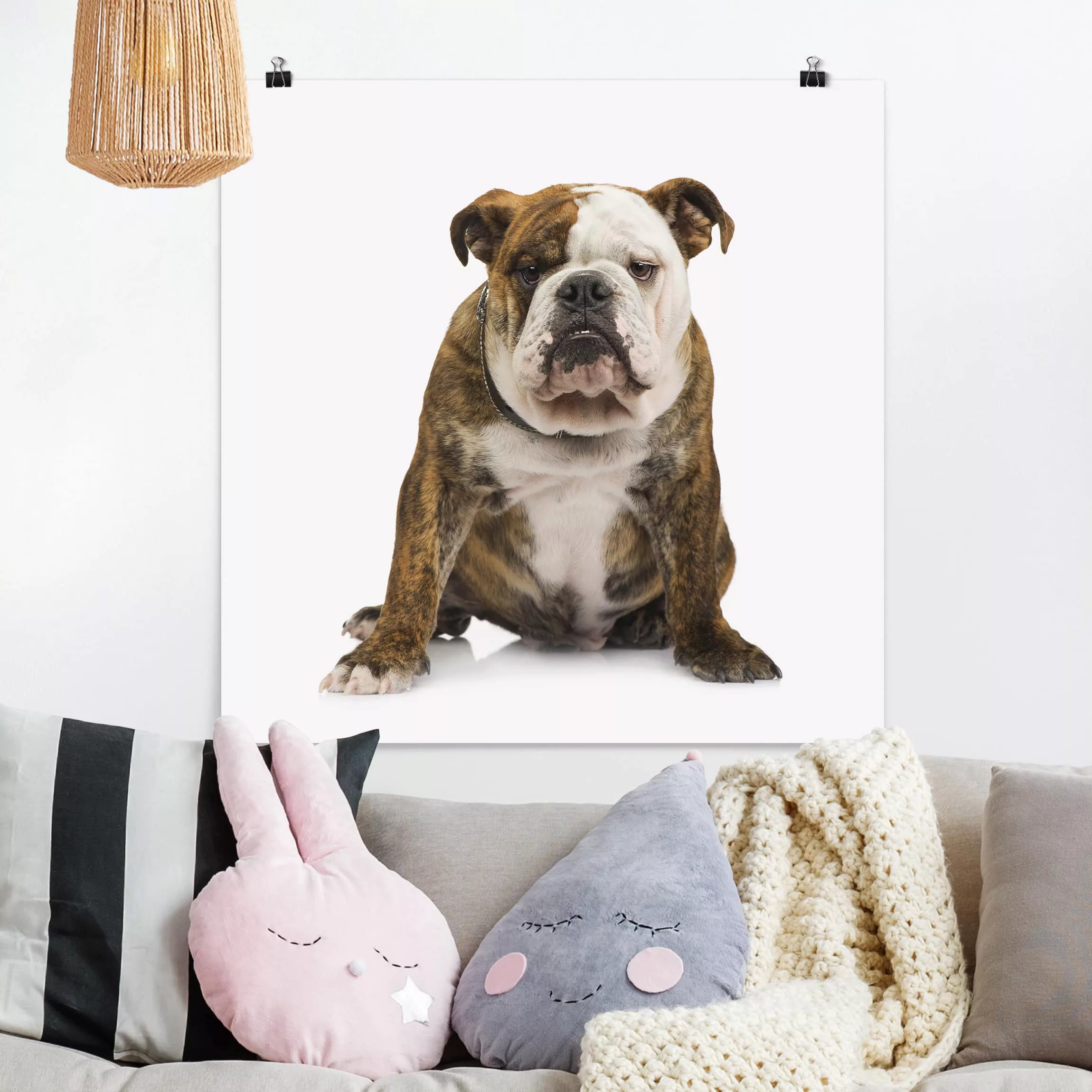 Poster Tiere - Quadrat Bulldogge günstig online kaufen