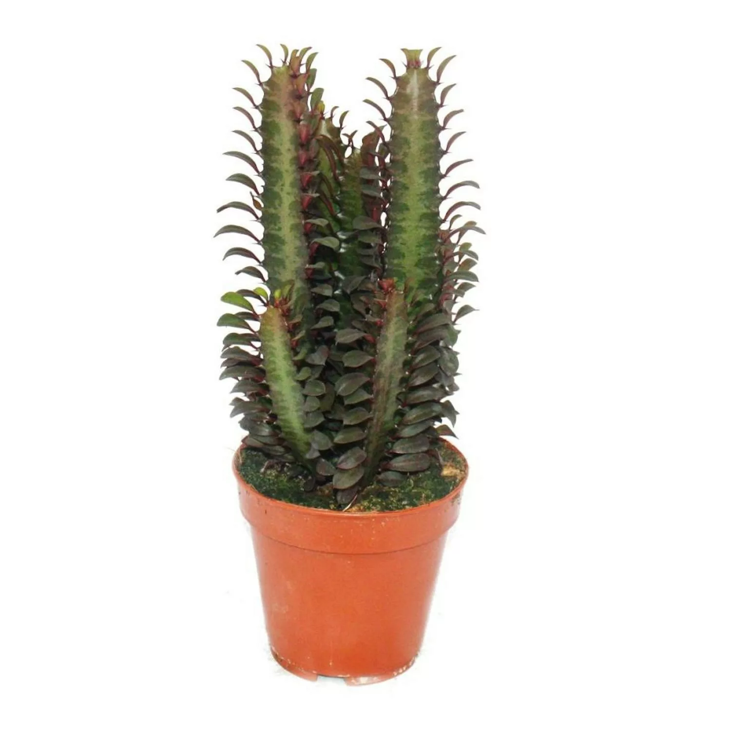 Exotenherz Euphorbia Trigona Rubra Mittelgrosse Pflanze im 12cm Topf günstig online kaufen