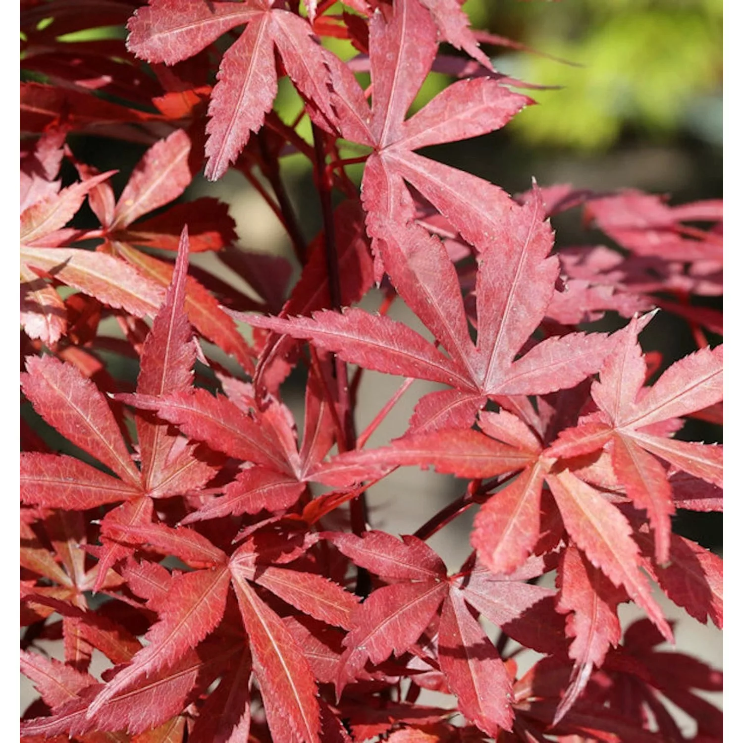 Fächerahorn Beni Otake 30-40cm - Acer palmatum günstig online kaufen