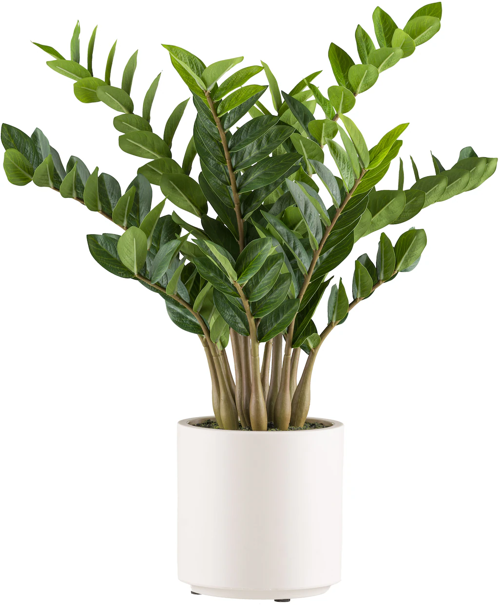 Creativ green Kunstpflanze "Zamifolia", im eleganten cremefarbenen Topf günstig online kaufen