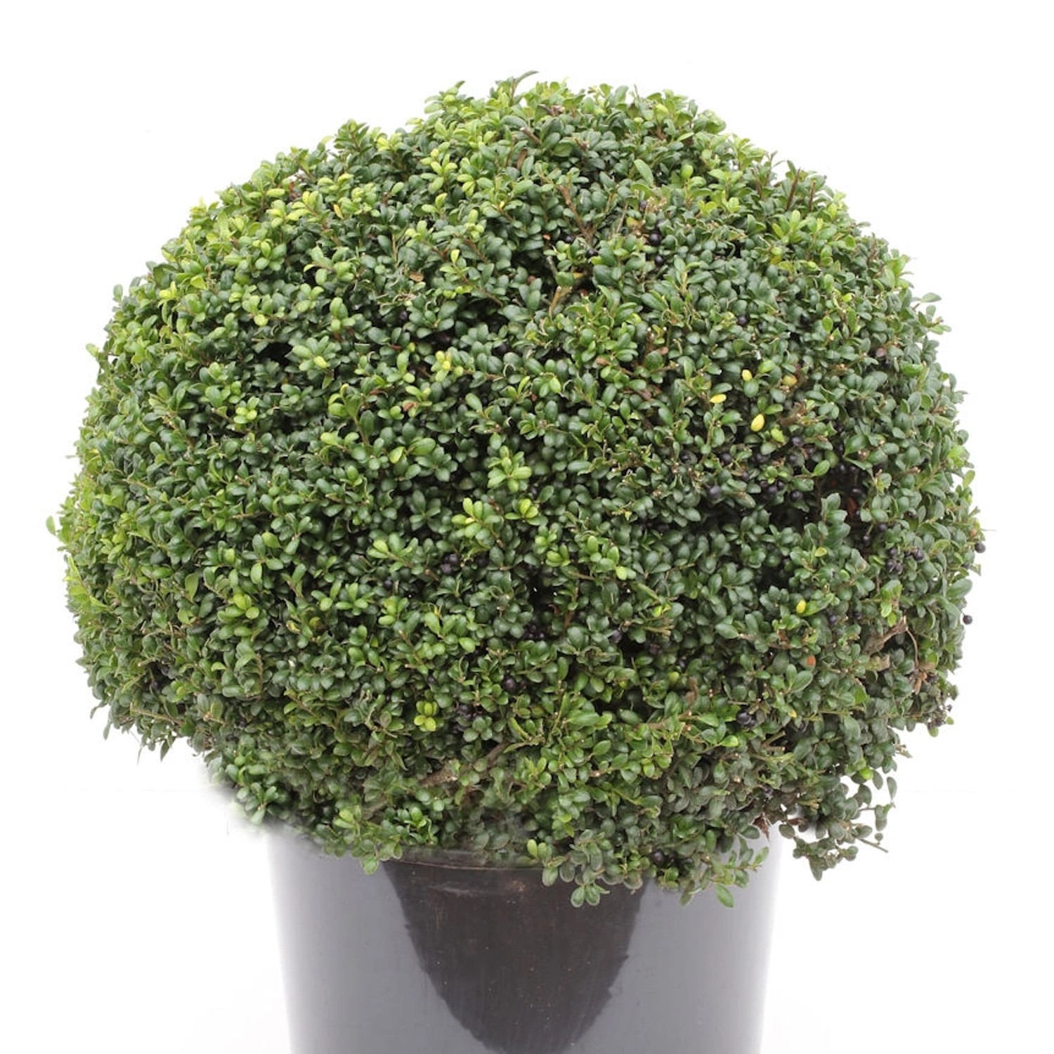 Kugelschnitt Japanische Stechpalme Ilex Glori Gem 25-30cm - Ilex crenata günstig online kaufen