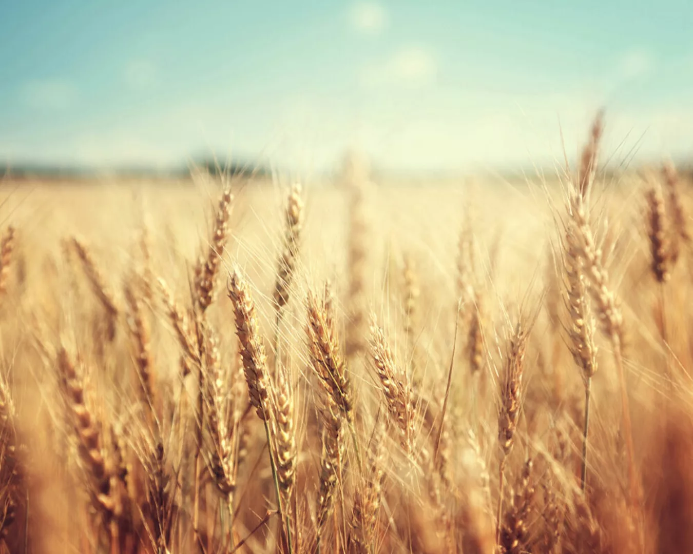 Fototapete "Wheat Field" 4,00x2,67 m / Glattvlies Brillant günstig online kaufen