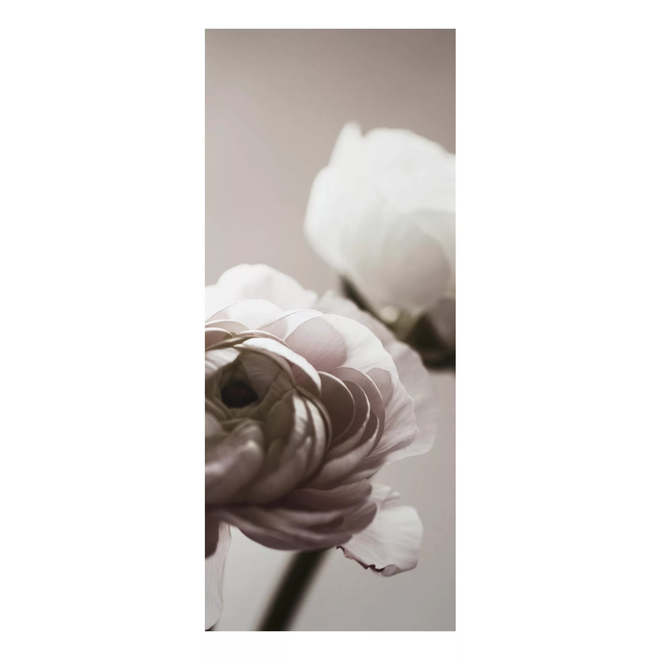Alu-Dibond Bild Dunkle Blüte im Fokus günstig online kaufen