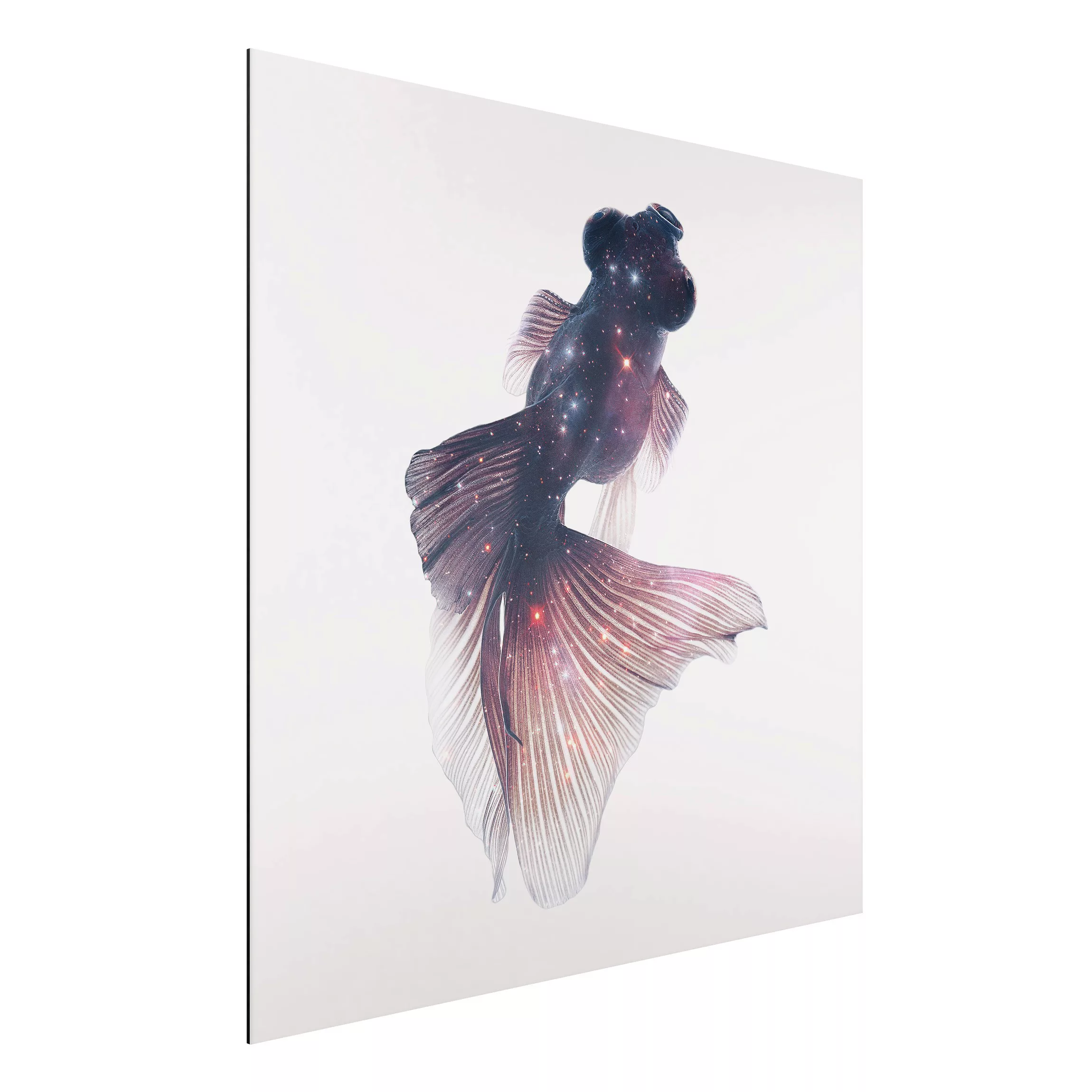 Alu-Dibond Bild Kunstdruck - Quadrat Fisch mit Galaxie günstig online kaufen