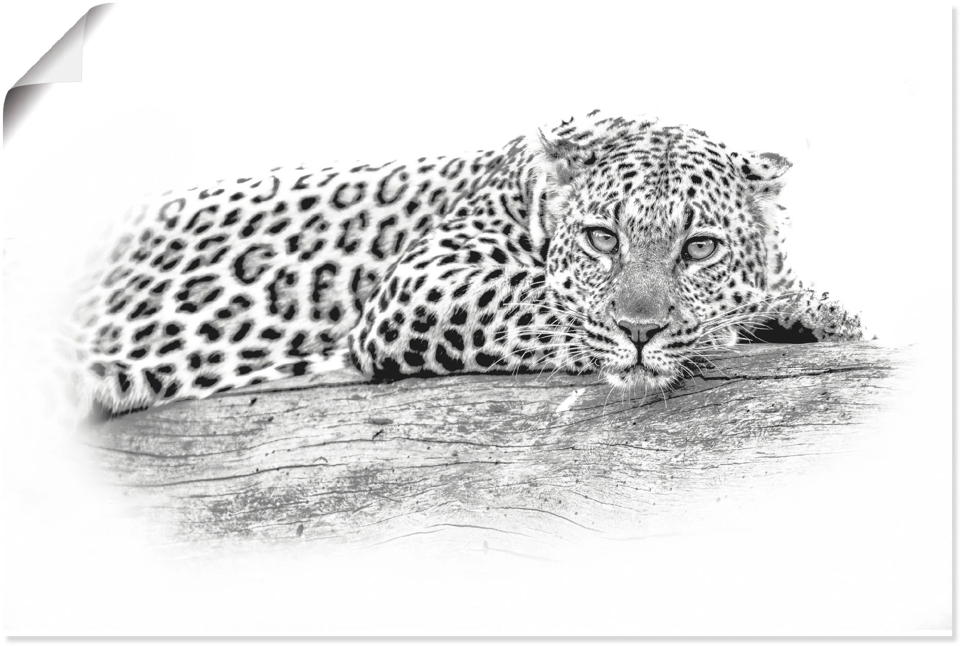 Artland Wandbild "Leopard High Key Optik", Wildtiere, (1 St.), als Alubild, günstig online kaufen