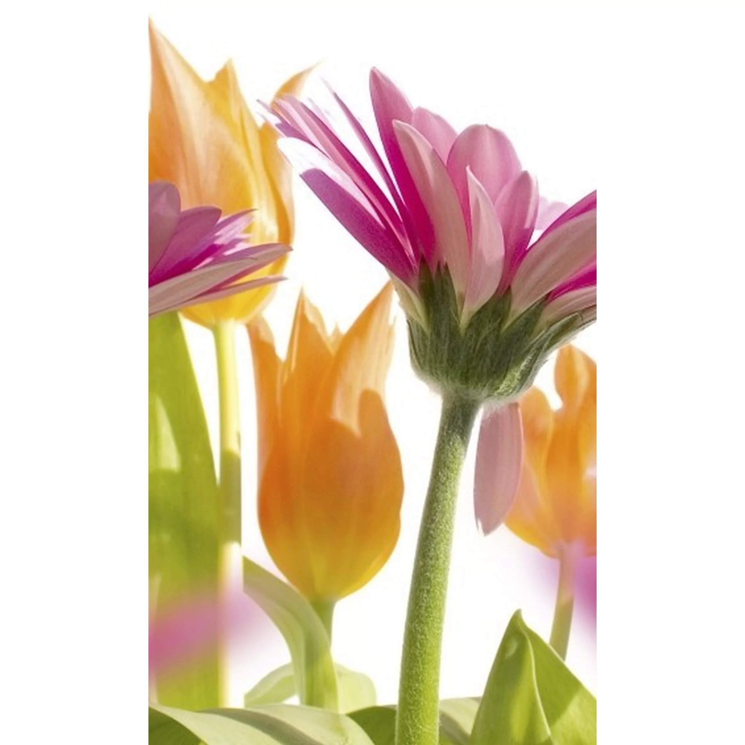 Fototapete SPRING FLOWERS | MS-2-0142 | Orange | Digitaldruck auf Vliesträg günstig online kaufen