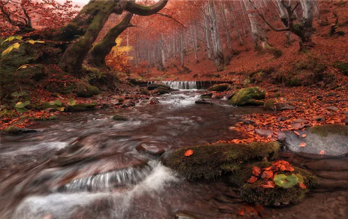 Papermoon Fototapete »Fluss im Wald« günstig online kaufen