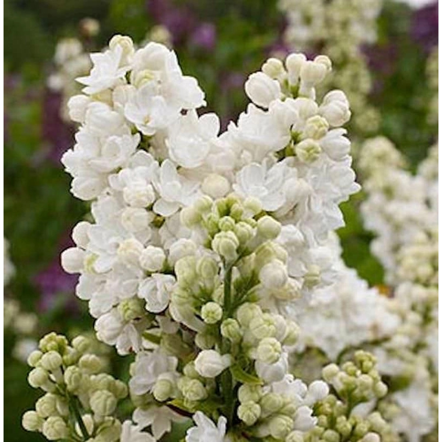 Edelflieder Frau Holle - Kircher-Collection 40-60cm - Syringa vulgaris günstig online kaufen