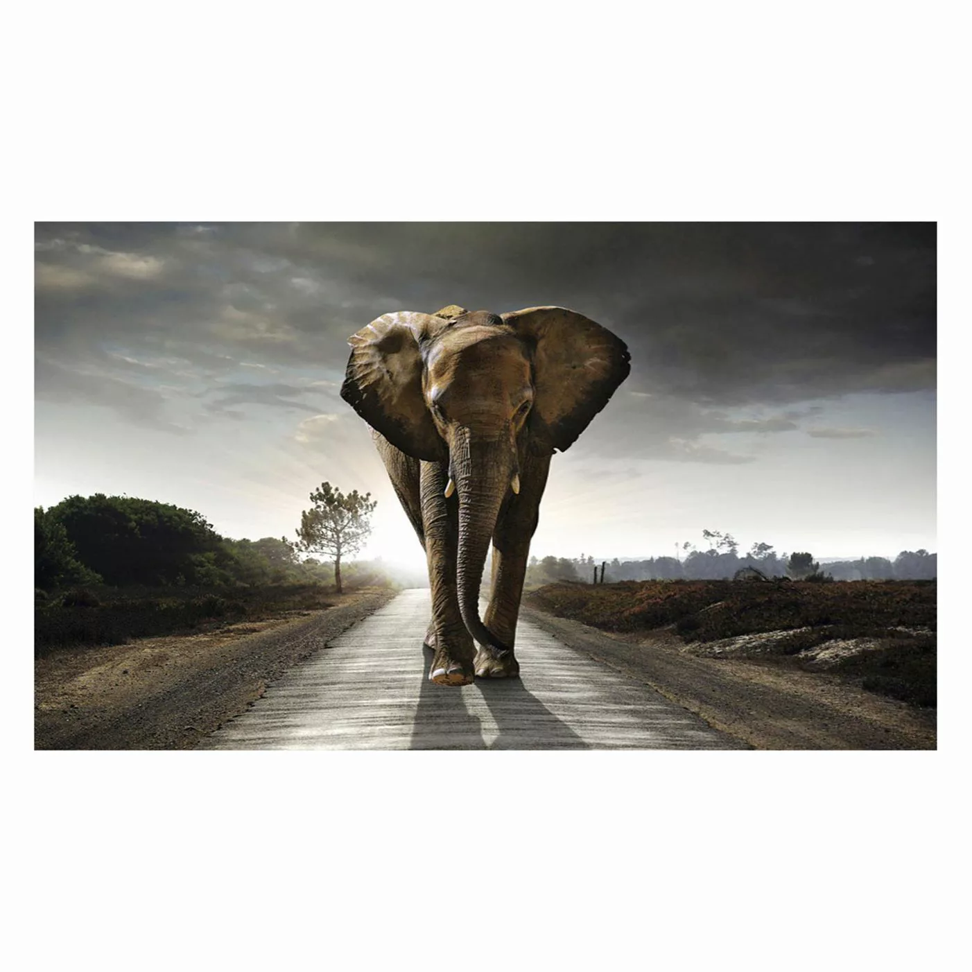 Reinders Wandbild "Elefant König" günstig online kaufen