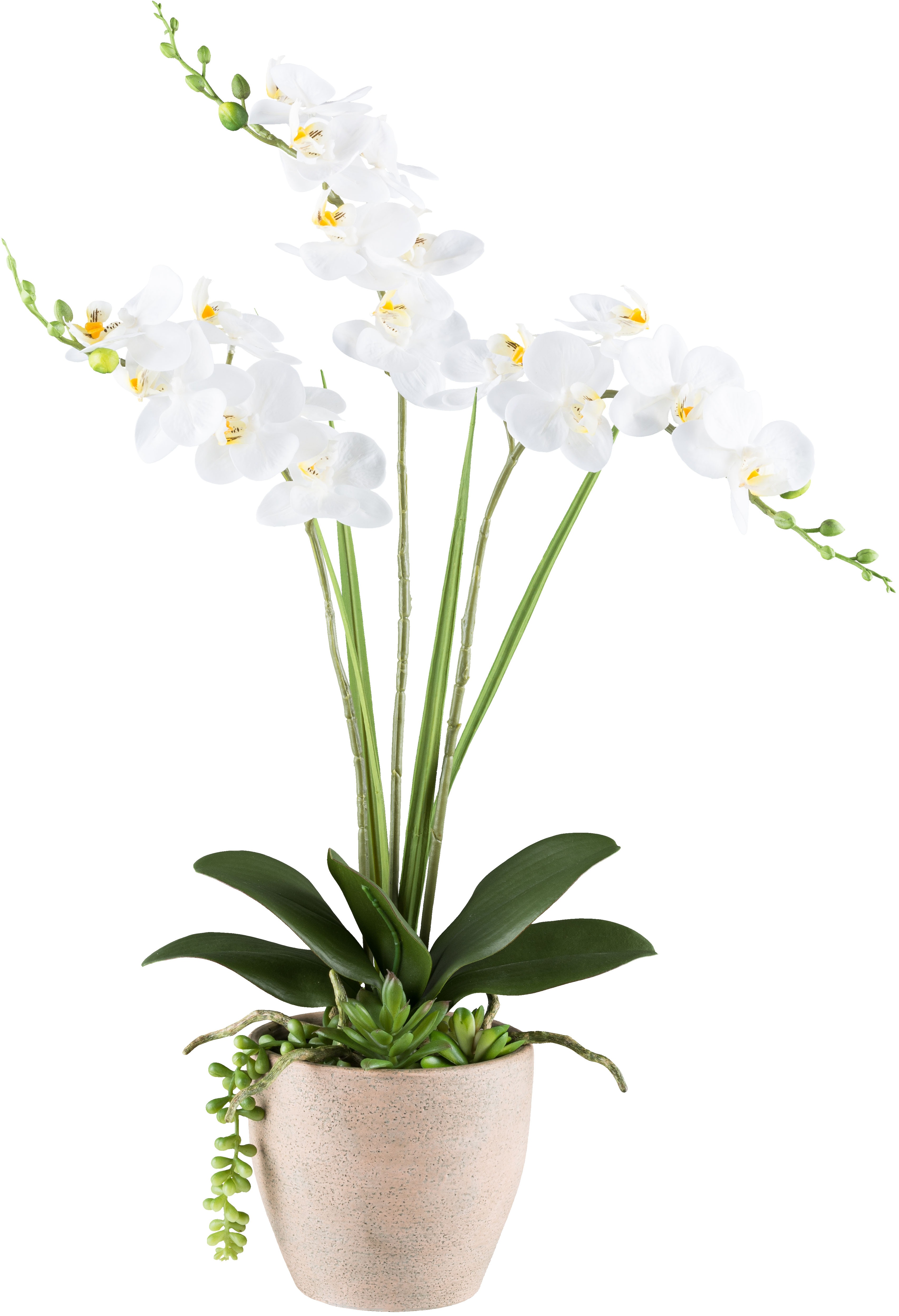 Creativ green Kunstorchidee "Orchidee Phalaenopsis", mit Sukkulenten und Gr günstig online kaufen