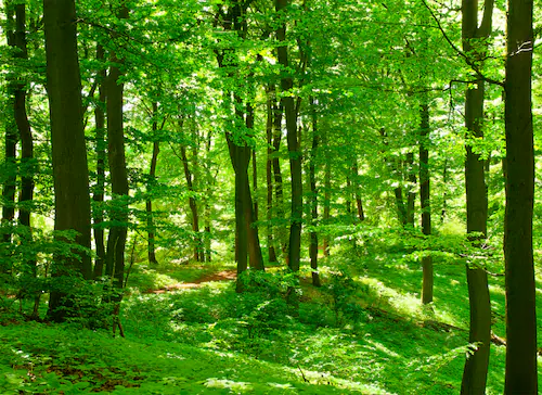 Papermoon Fototapete »Forest in Spring« günstig online kaufen