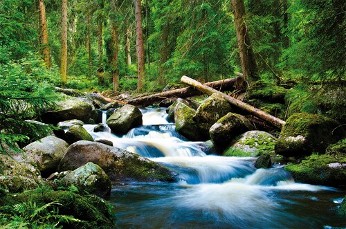 Papermoon Fototapete »Deep Forrest«, matt günstig online kaufen