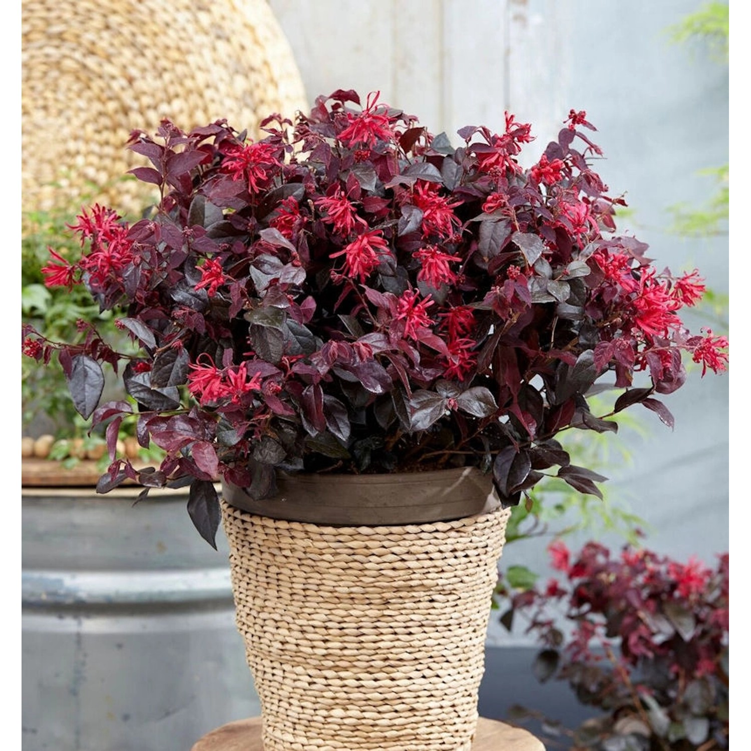 Riemenblüte Daybreaks Flame 40-60cm - Loropetalum chinense günstig online kaufen