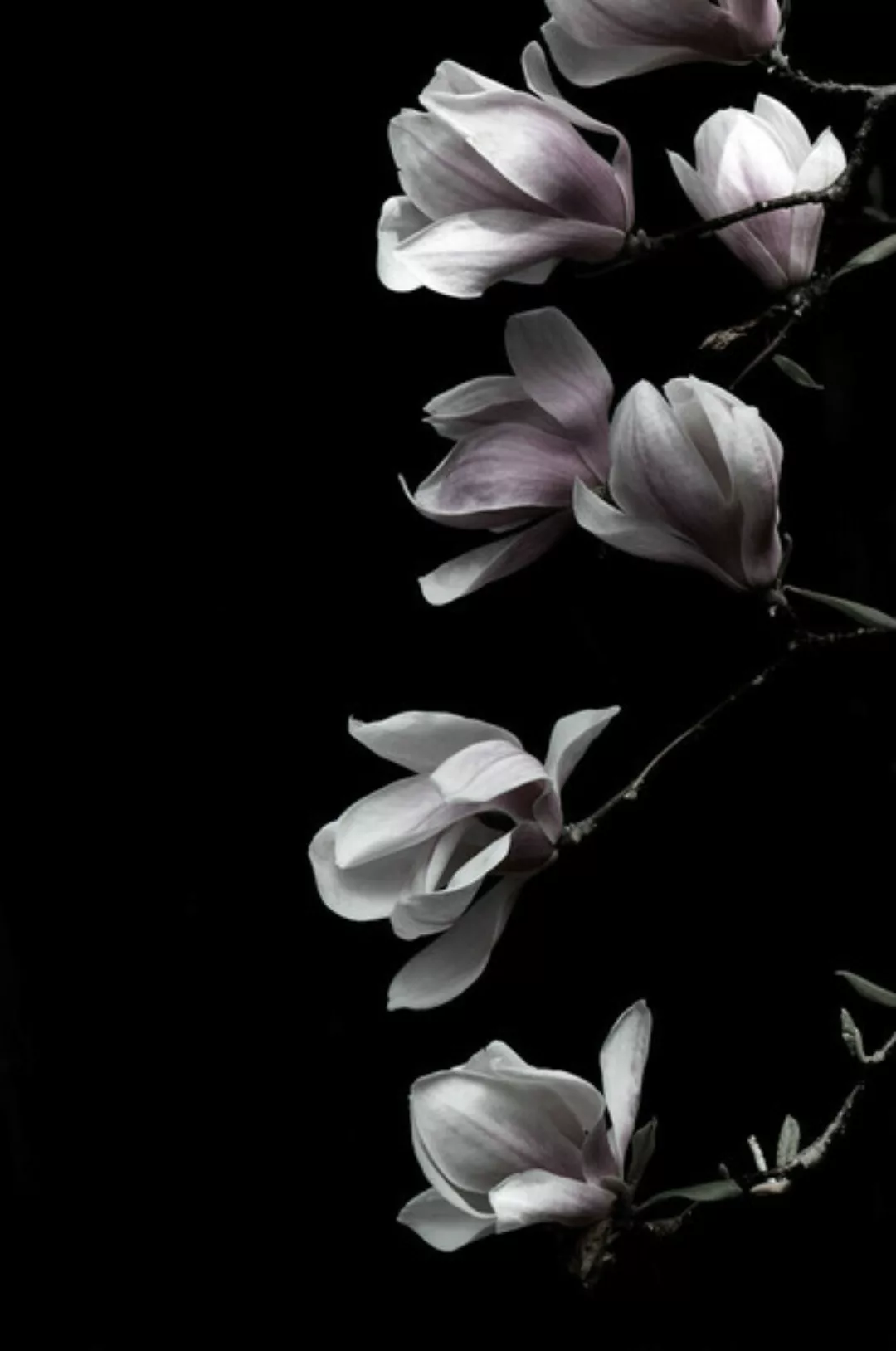 Poster / Leinwandbild - Magnolia On Black günstig online kaufen