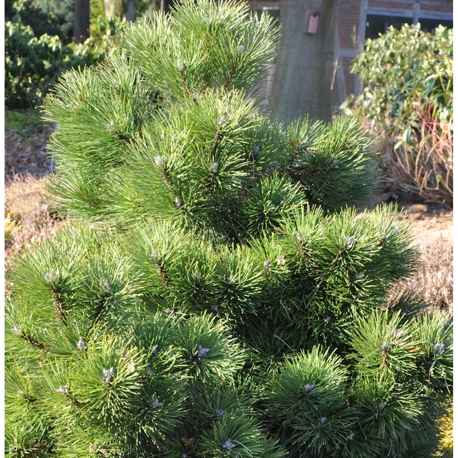 Gedrungene Zwerg Schwarzkiefer 50-60cm - Pinus nigra günstig online kaufen