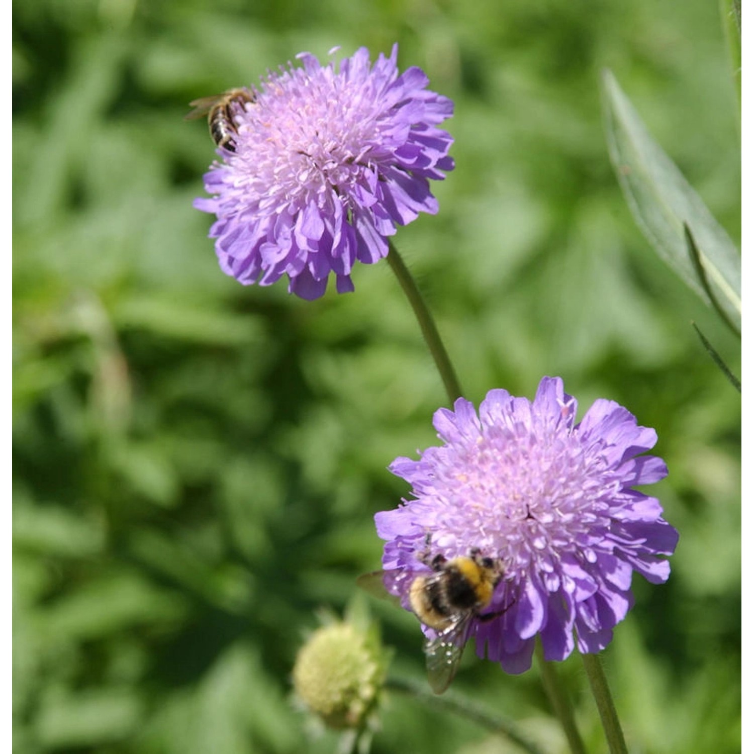 Ackerskabiose - Knautia arvensis günstig online kaufen