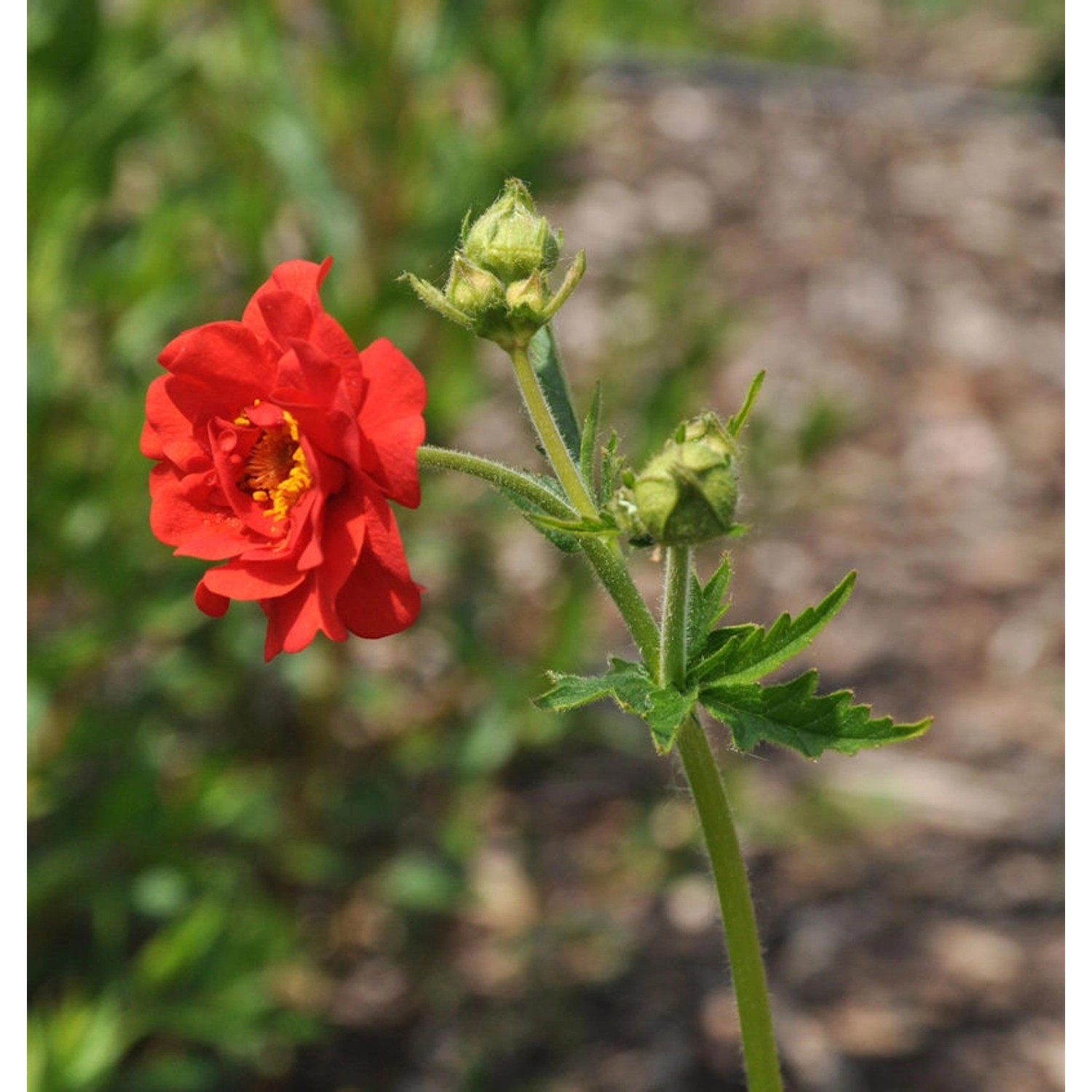 Nelkenwurz Scarlet Tempest - Geum chiloense günstig online kaufen