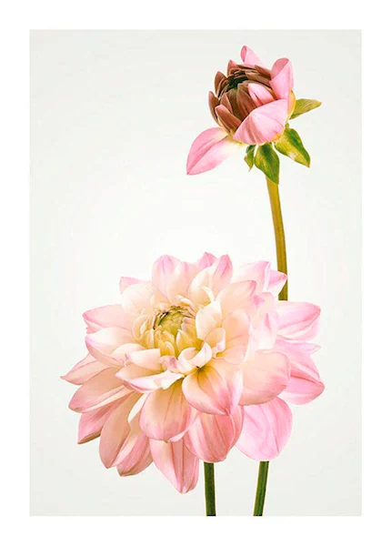 Komar Bild »Dahlia«, Blumen, (1 St.), Wandbild zur Dekoration - ohne Rahmen günstig online kaufen