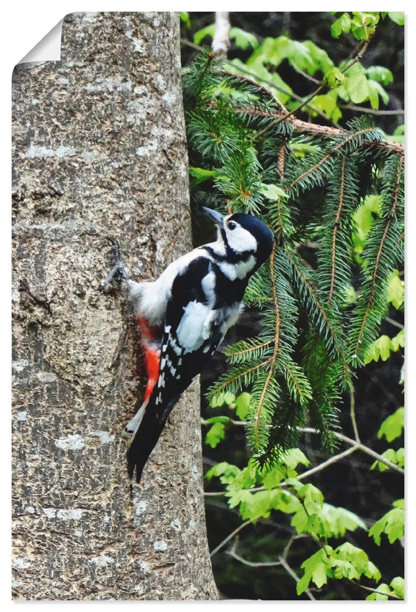 Artland Wandbild »Buntspecht im Wald«, Vögel, (1 St.), als Leinwandbild, Po günstig online kaufen