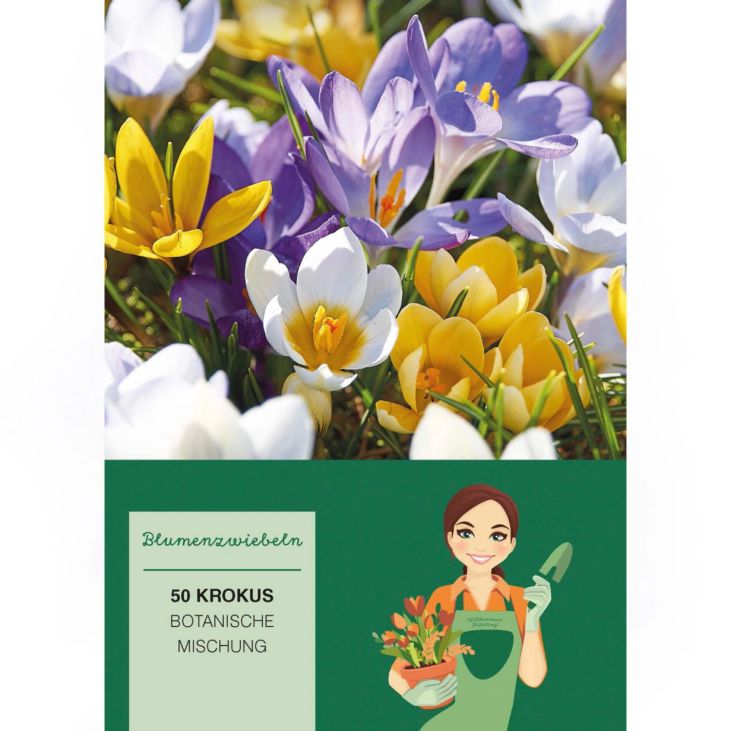 Krokus Chrysanthus Mischung Mischung 50 Stück Crocus vernus Mixed günstig online kaufen