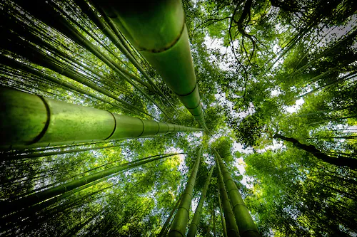 Papermoon Fototapete »Photo-Art DAVID ROS, ARASHIYAMA« günstig online kaufen