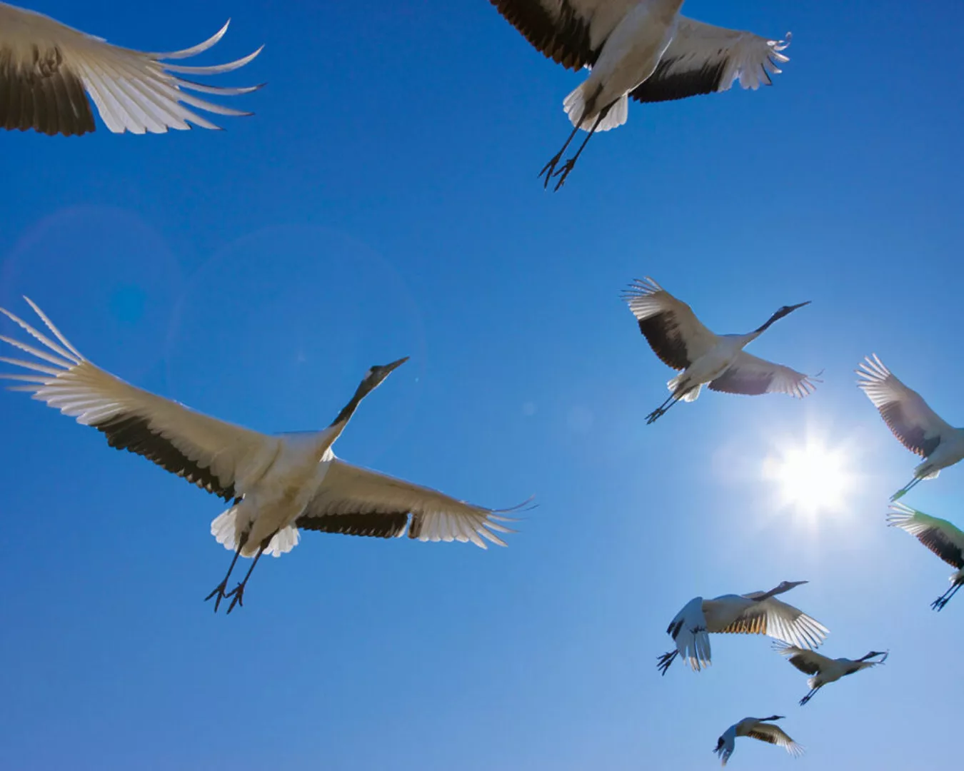 Fototapete "Vogelschwarm" 4,00x2,50 m / Glattvlies Brillant günstig online kaufen