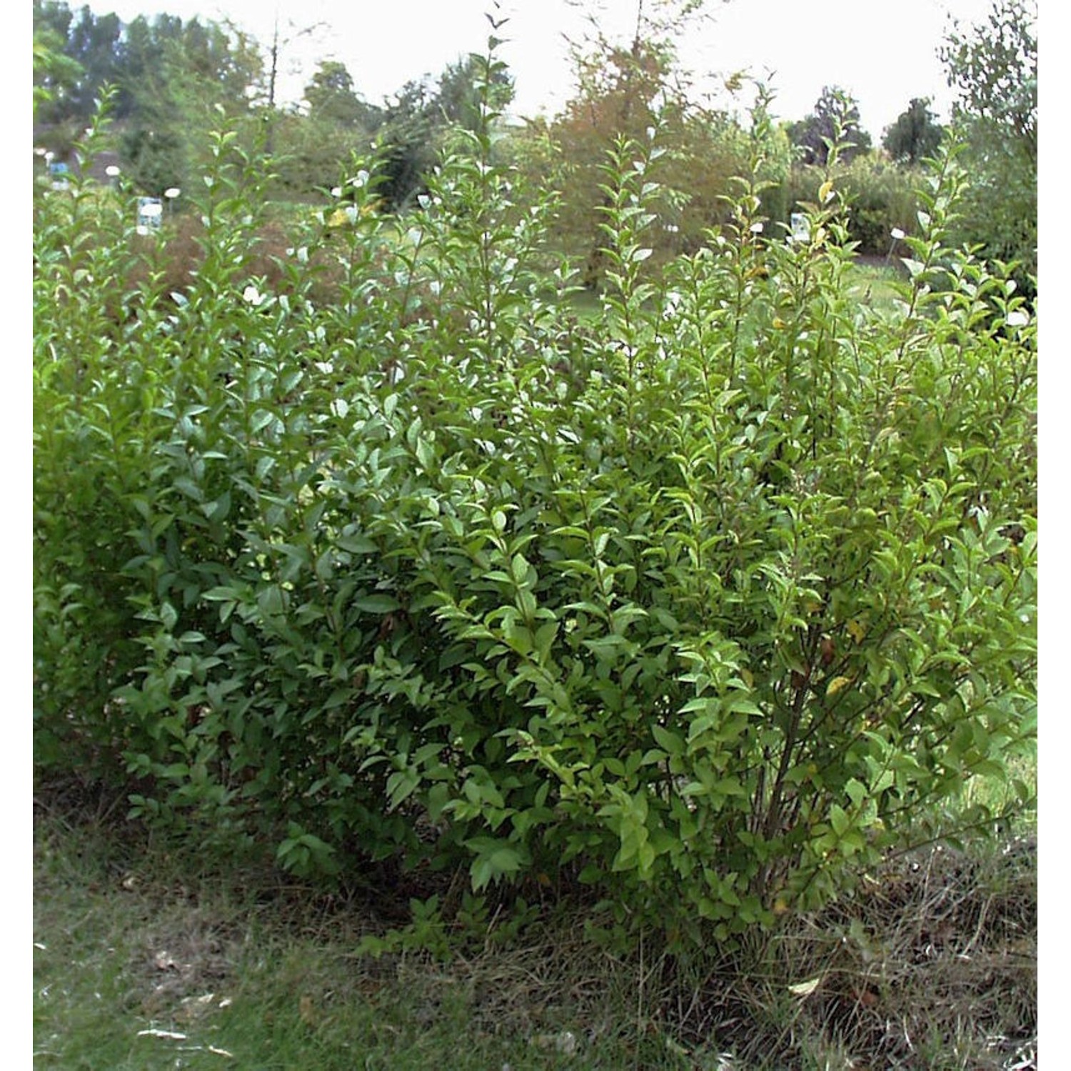 Ovalblättriger Liguster Mammoth 40-60cm - Ligustrum ovalifolium günstig online kaufen