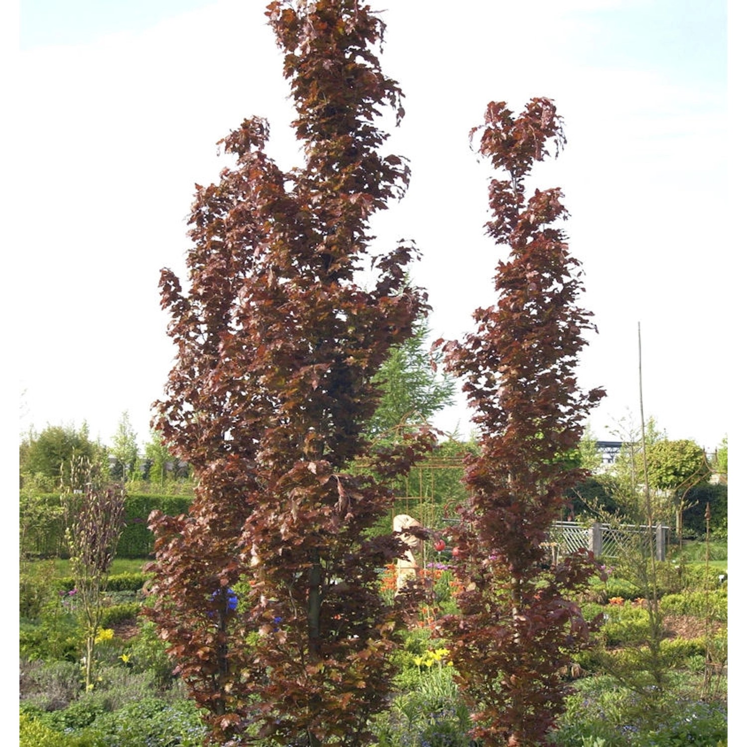 Rote Säulenbuche Rohan Obelisk 125-150cm - Fagus sylvatica günstig online kaufen