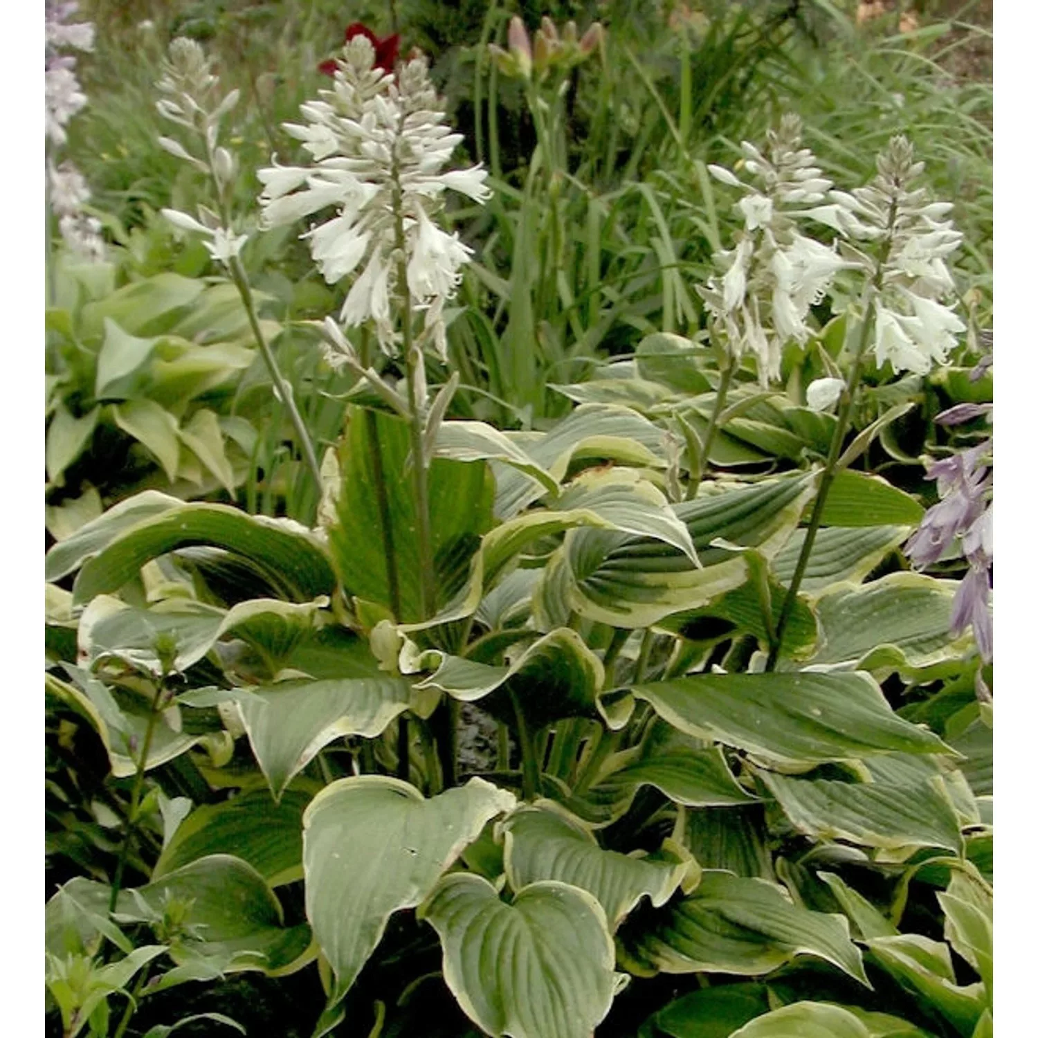 Funkie Yellow River - Hosta Hybrid günstig online kaufen