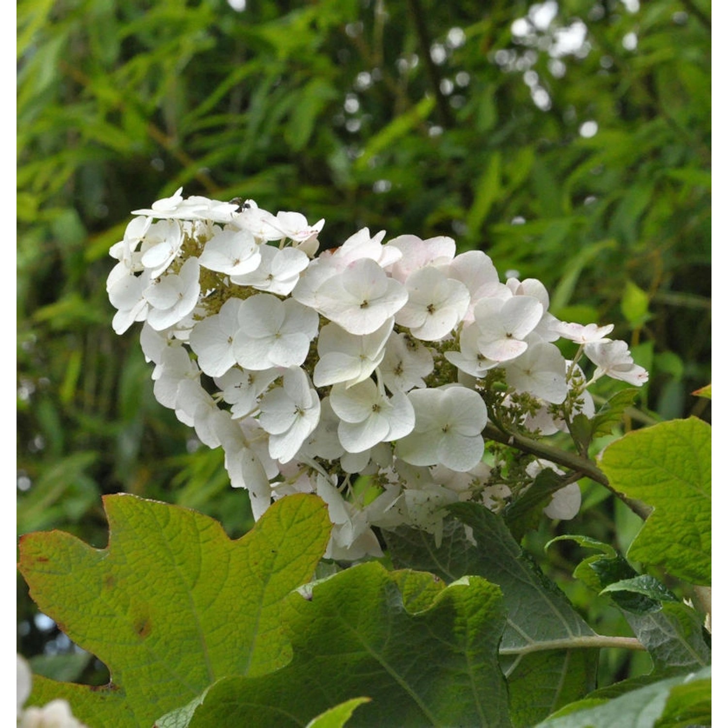 Eichenblättrige Hortensie Snow Giant 80-100cm - Hydrangea quercifolia günstig online kaufen