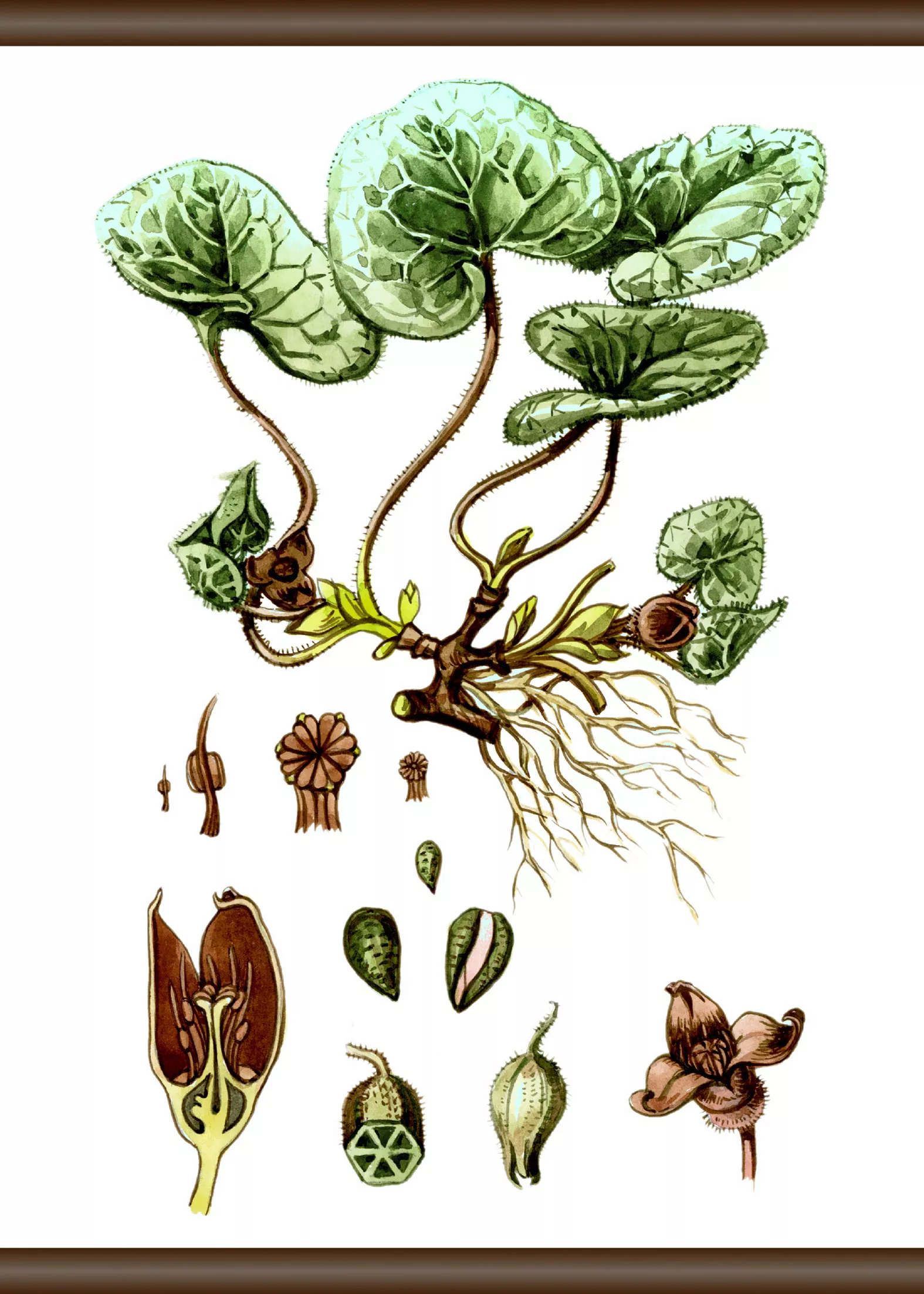 queence Leinwandbild "Pflanzen Anatomie" günstig online kaufen