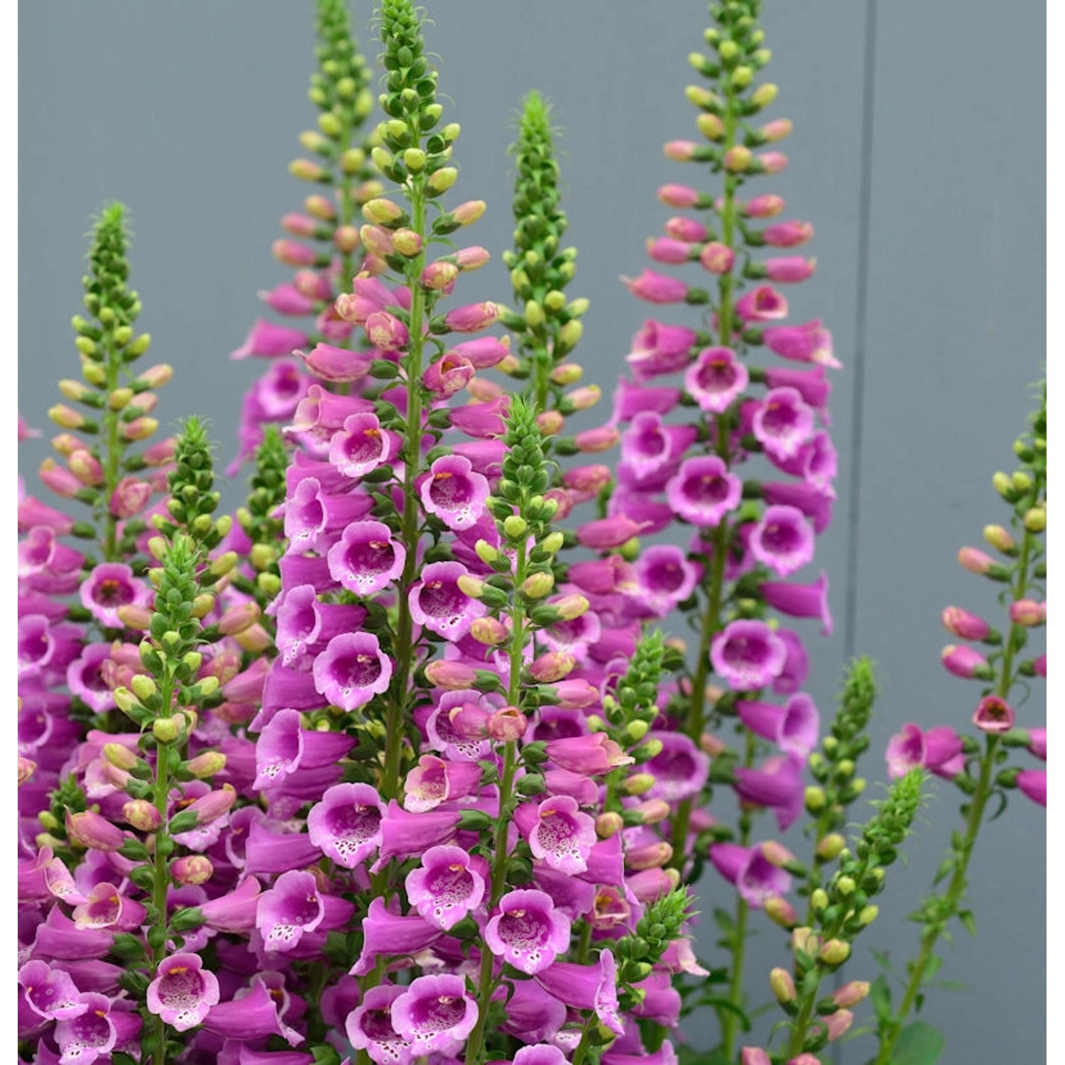 Fingerhut Gloxini - Digitalis purpurea günstig online kaufen