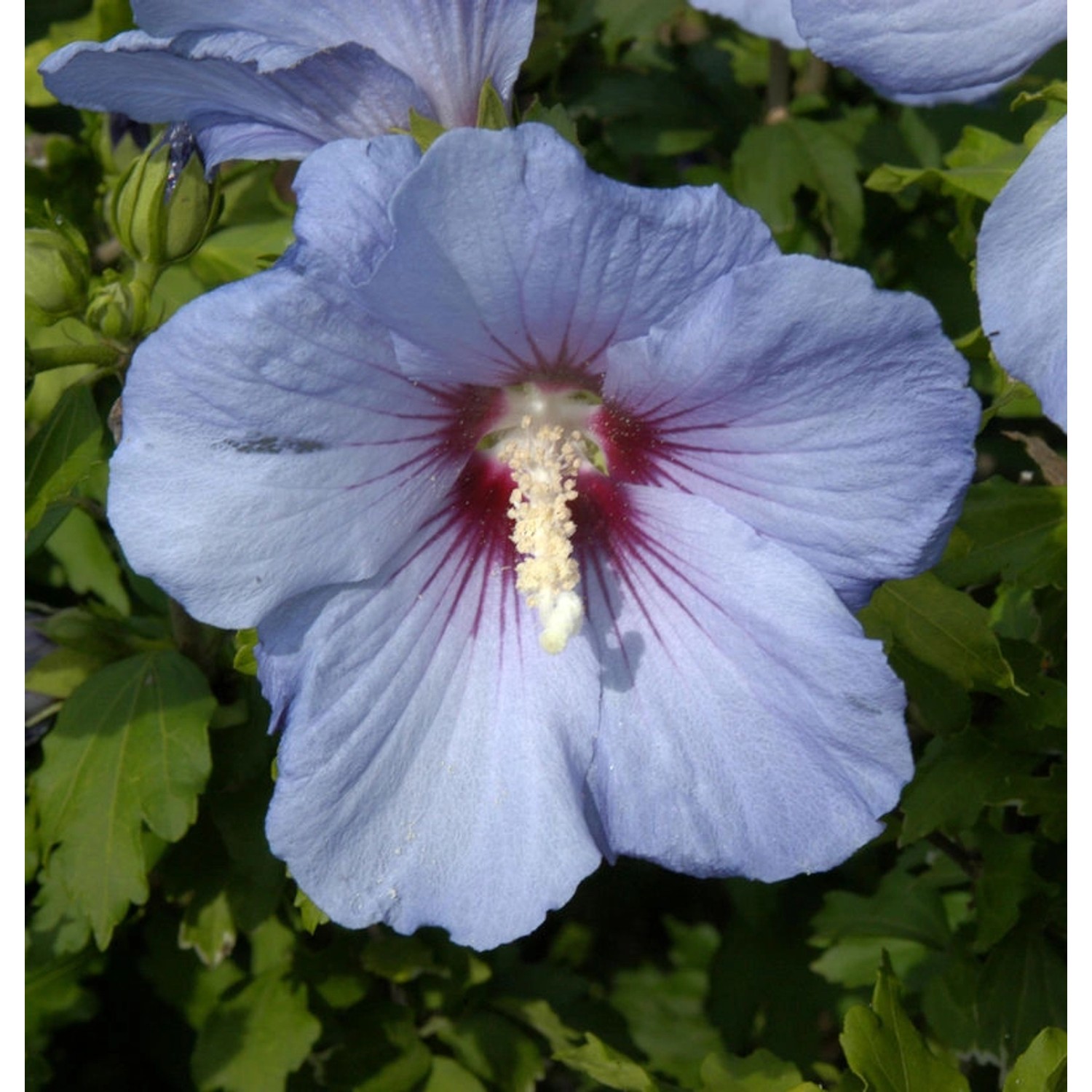 Rosen Eibisch Blue Bird 40-60cm - Hibiscus syriacus günstig online kaufen