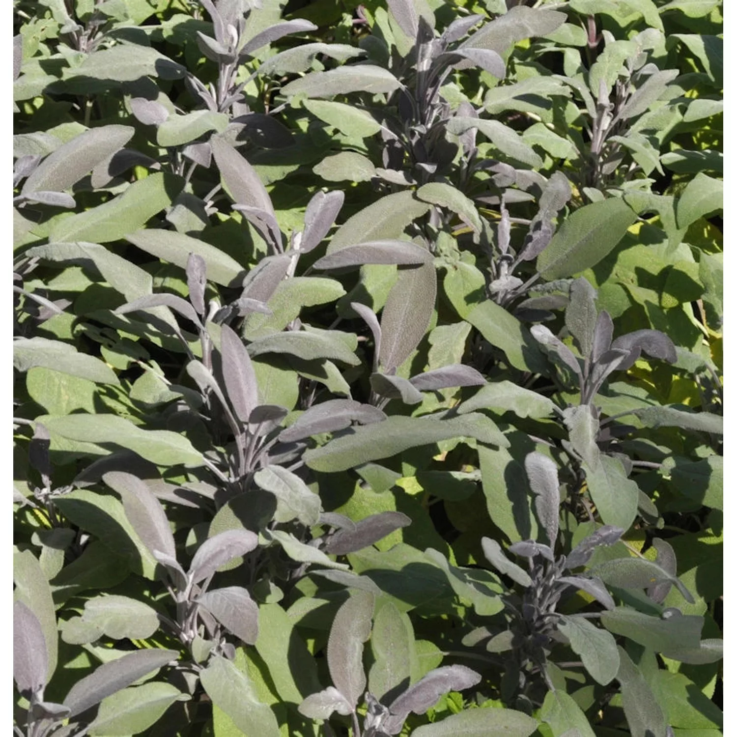 Echter Salbei Purpurascens - Salvia officinalis günstig online kaufen