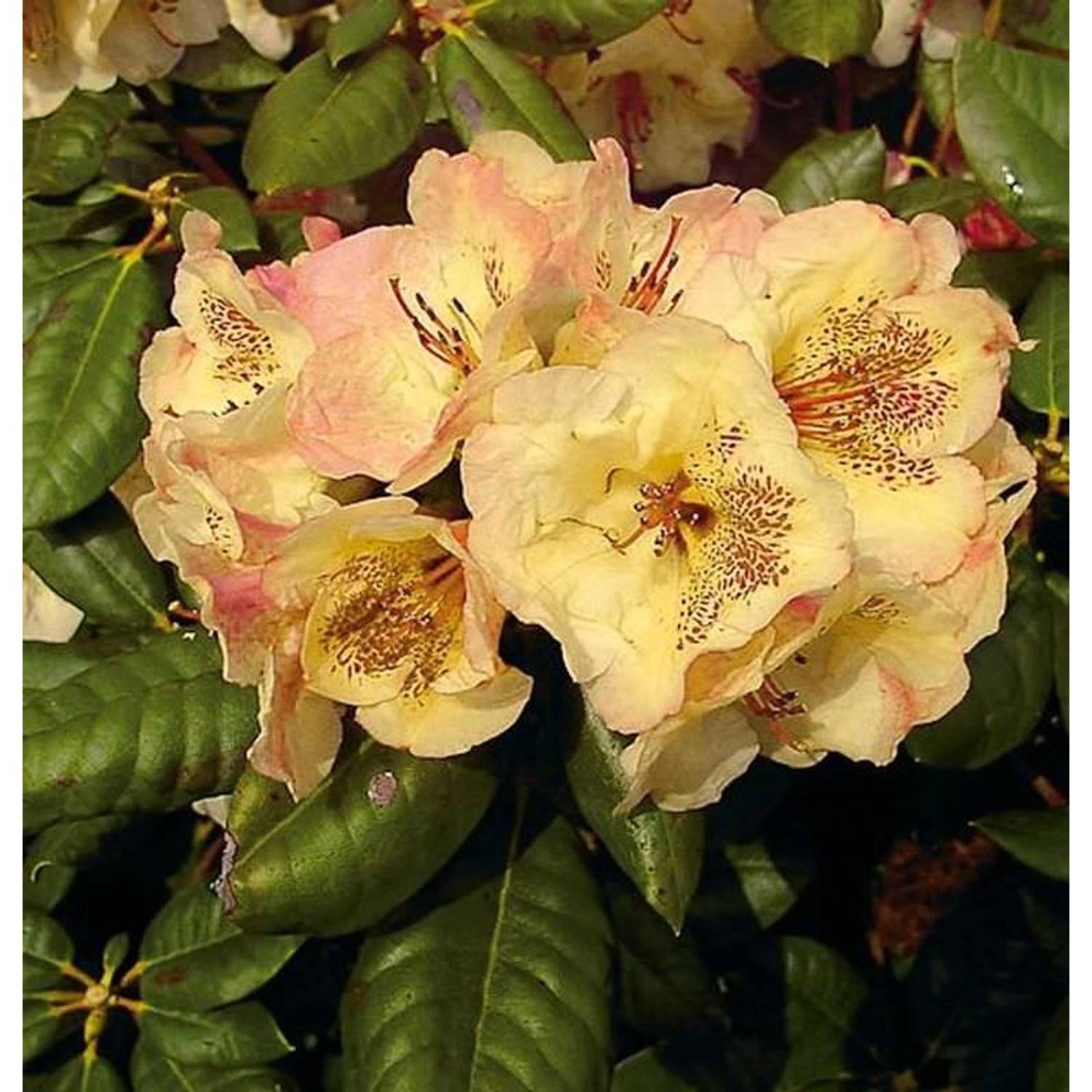 INKARHO - Großblumige Rhododendron Viscy 50-60cm - Alpenrose günstig online kaufen