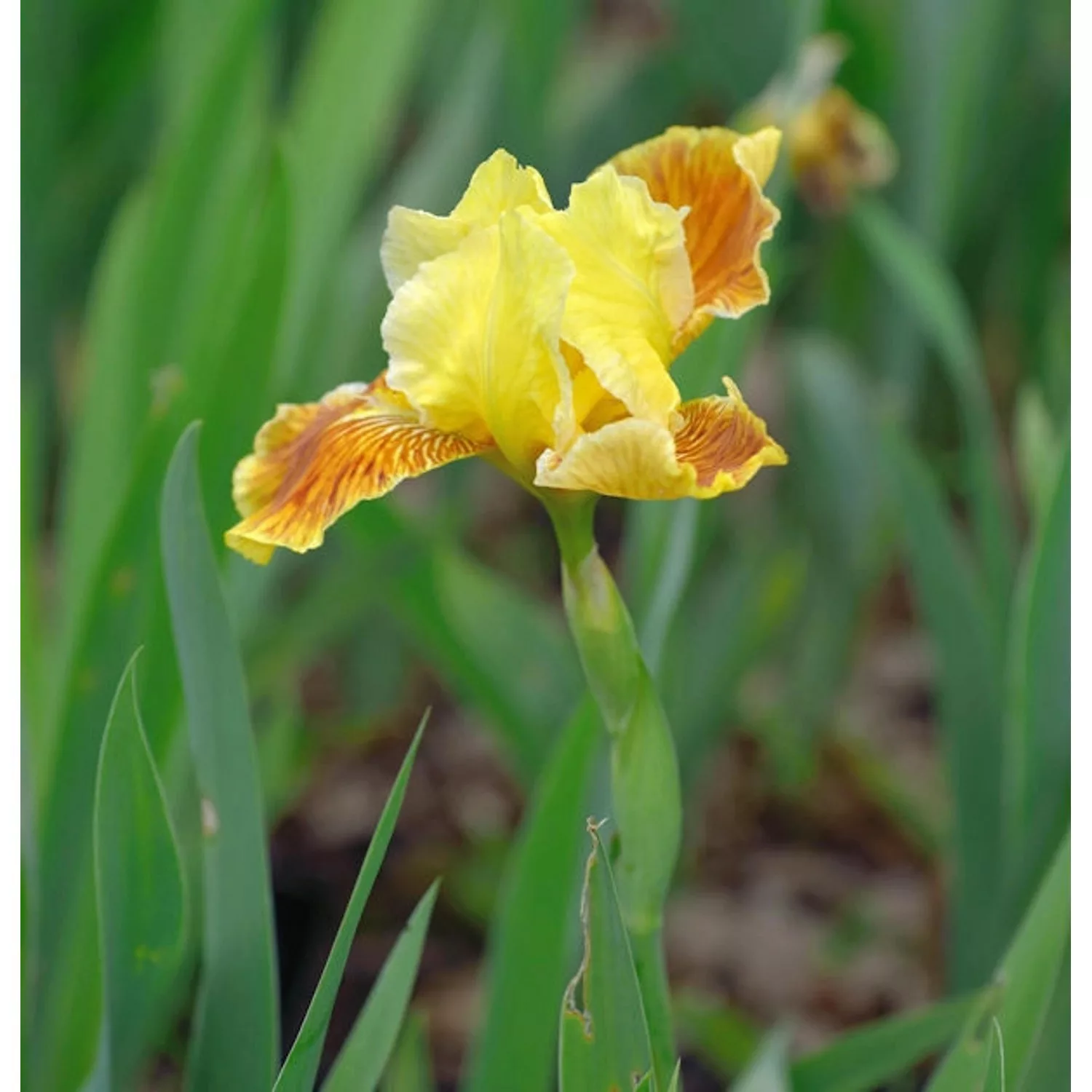 Mittelhohe Schwertlilie Golden Muffin - Iris barbata günstig online kaufen