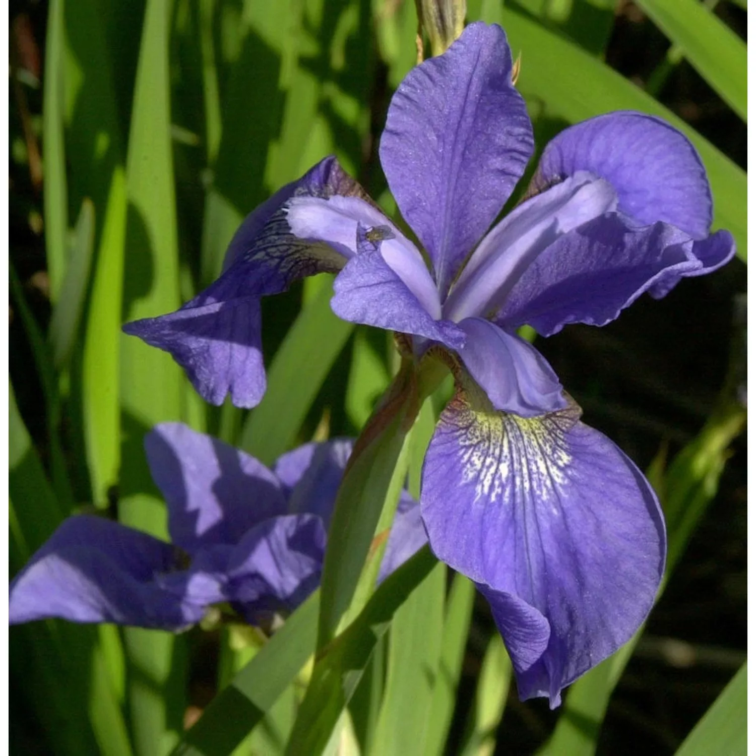 Sibirische Schwertlilie My Love - Iris sibirica günstig online kaufen