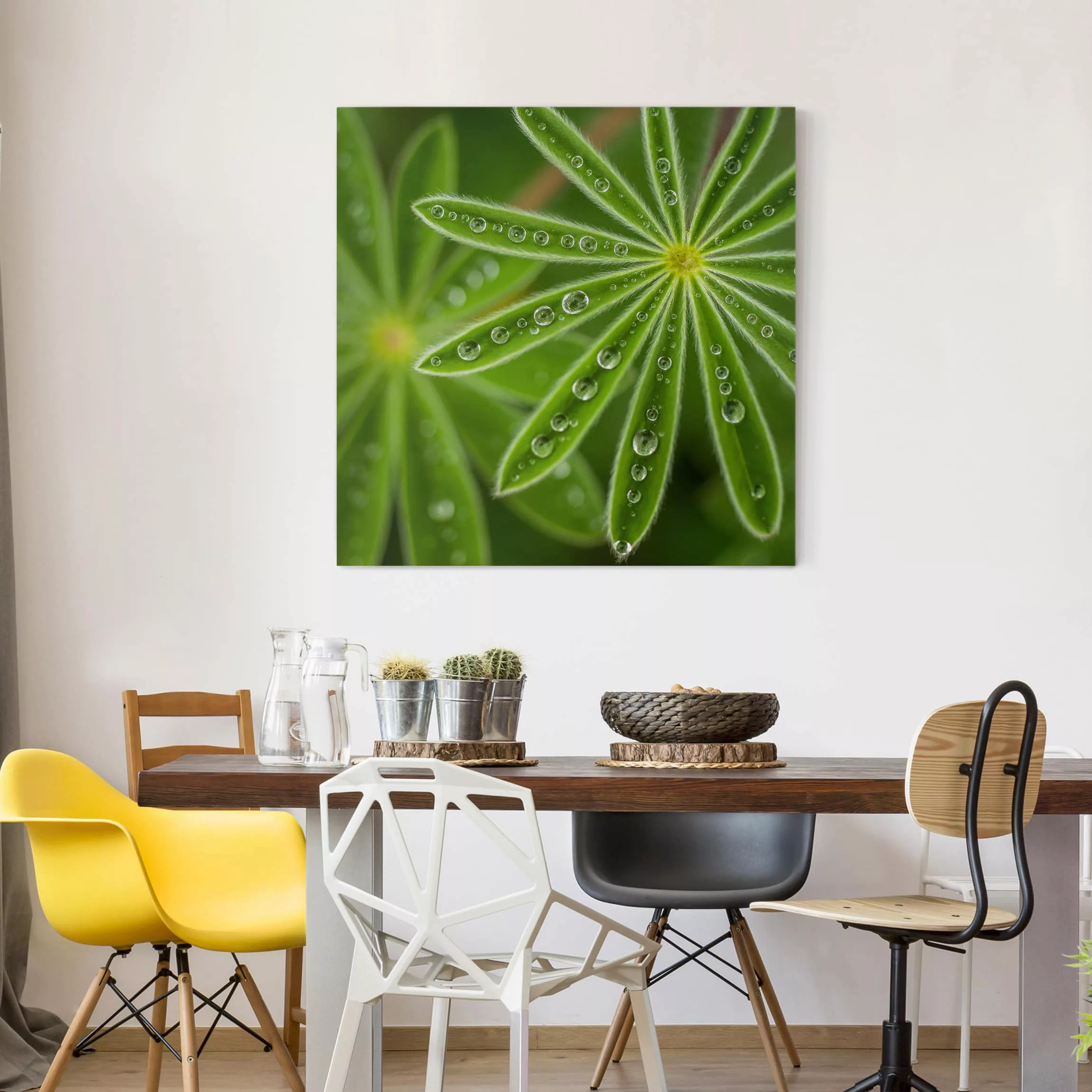 Leinwandbild Botanik - Quadrat Morgentau auf Lupinenblättern günstig online kaufen
