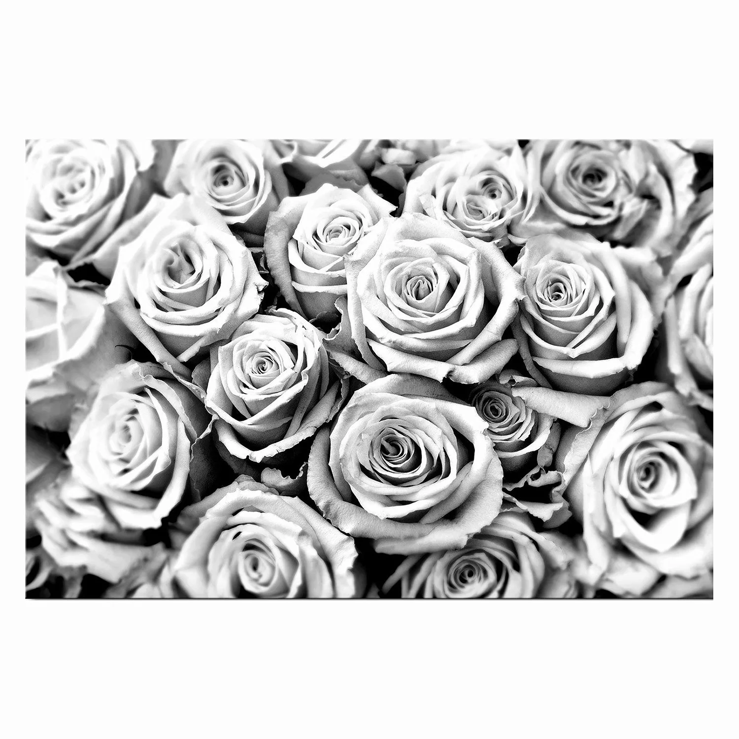 home24 Bild Creamy Roses günstig online kaufen