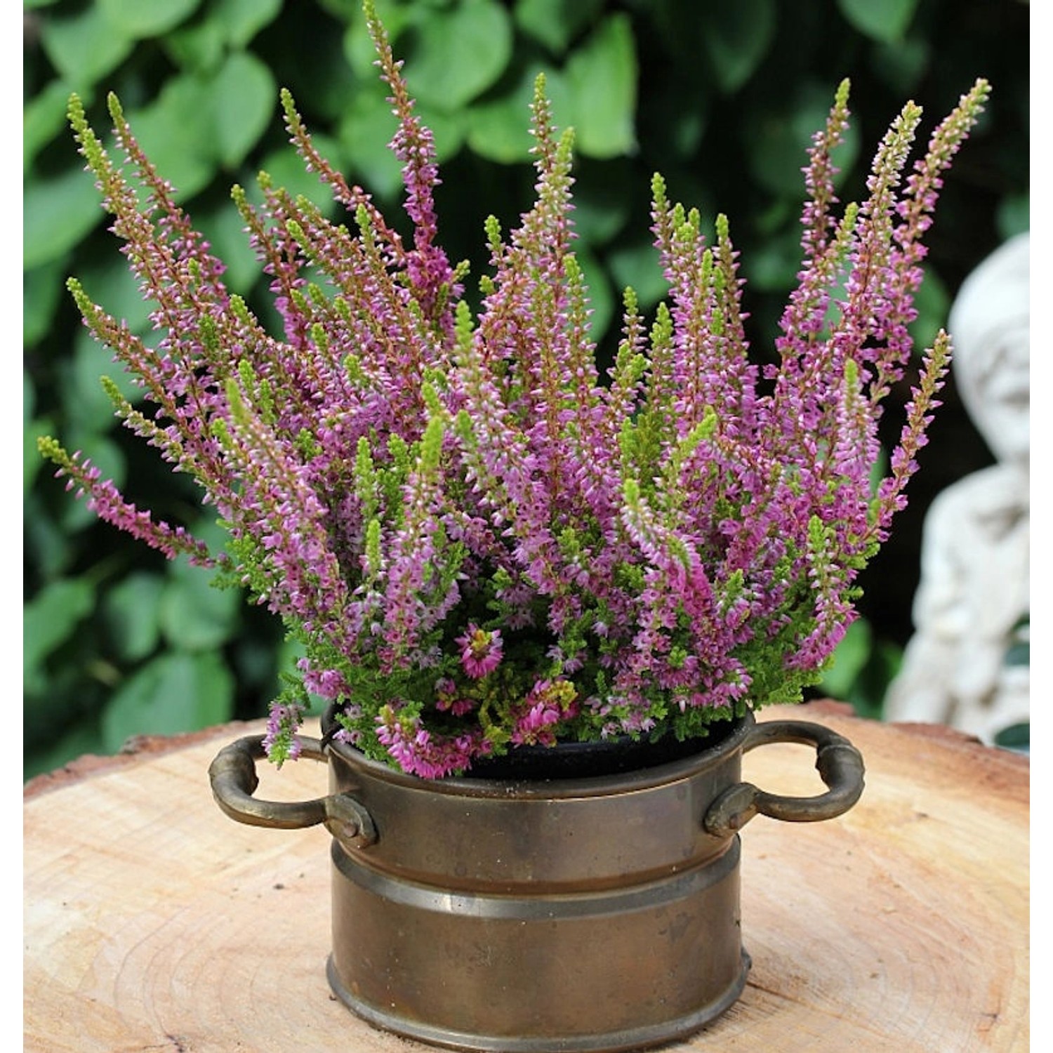 10x Besenheide Highland Rose - Calluna vulgaris günstig online kaufen