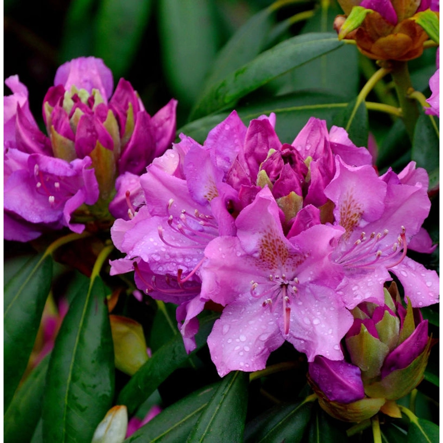 Großblumige Rhododendron Roseum Elegans 60-70cm - Alpenrose günstig online kaufen