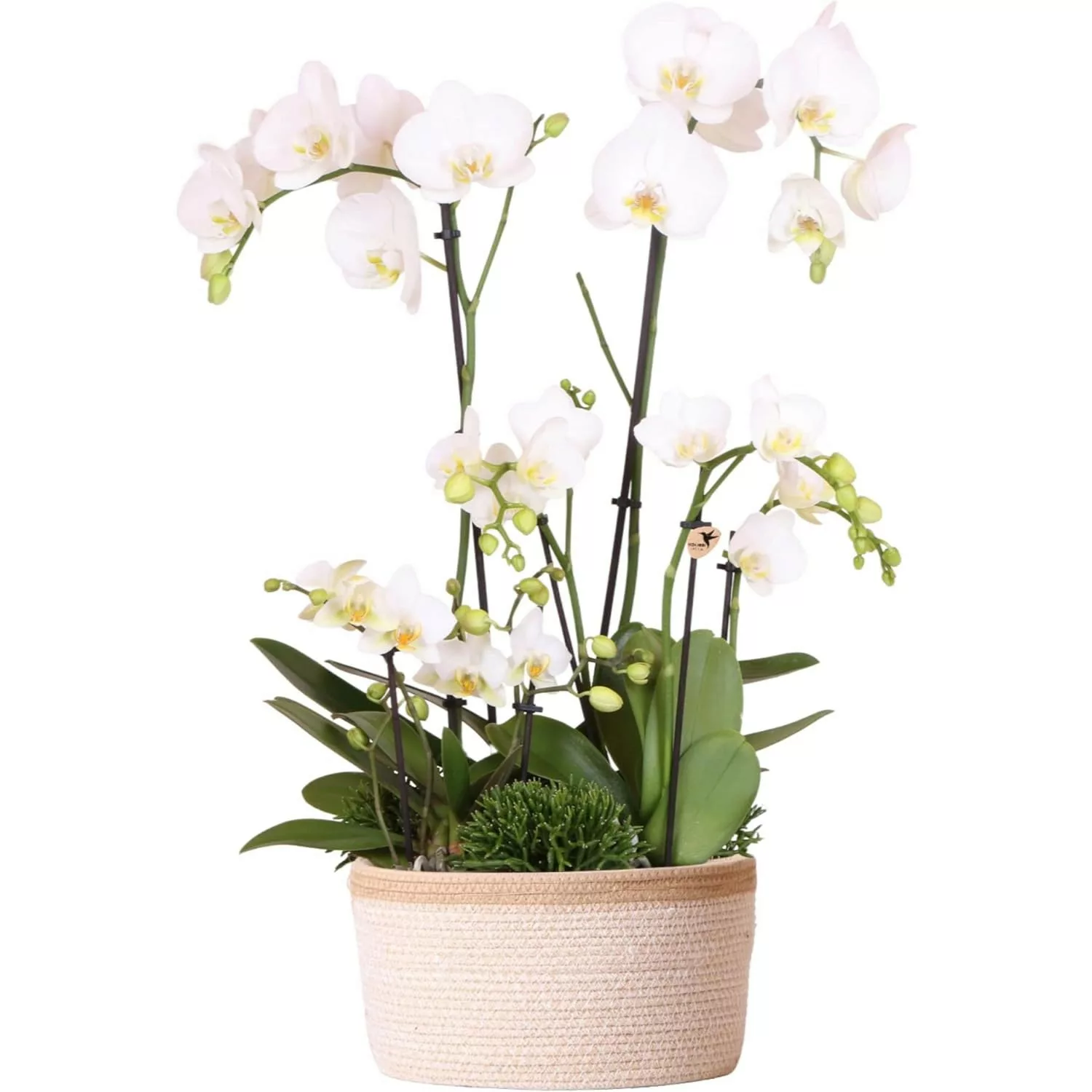 Kolibri Orchids Weißes Pflanzenset inkl. Wassertank Drei Weiße Orchideen & günstig online kaufen