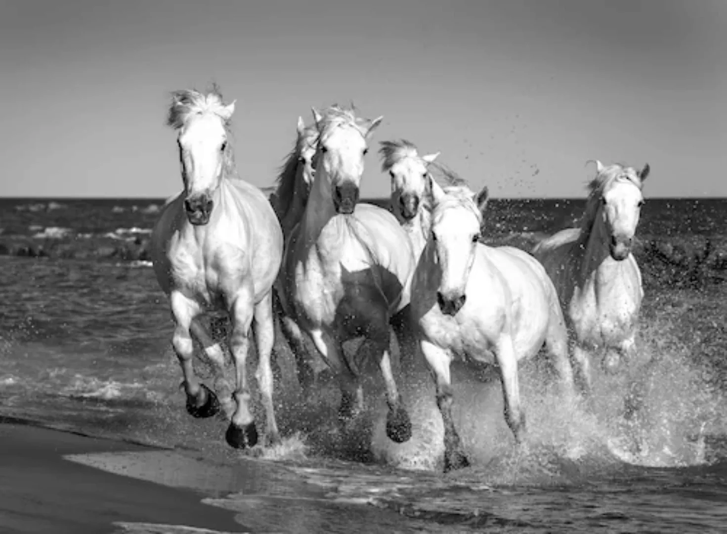 Papermoon Fototapete »Pferde Schwarz & Weiß« günstig online kaufen