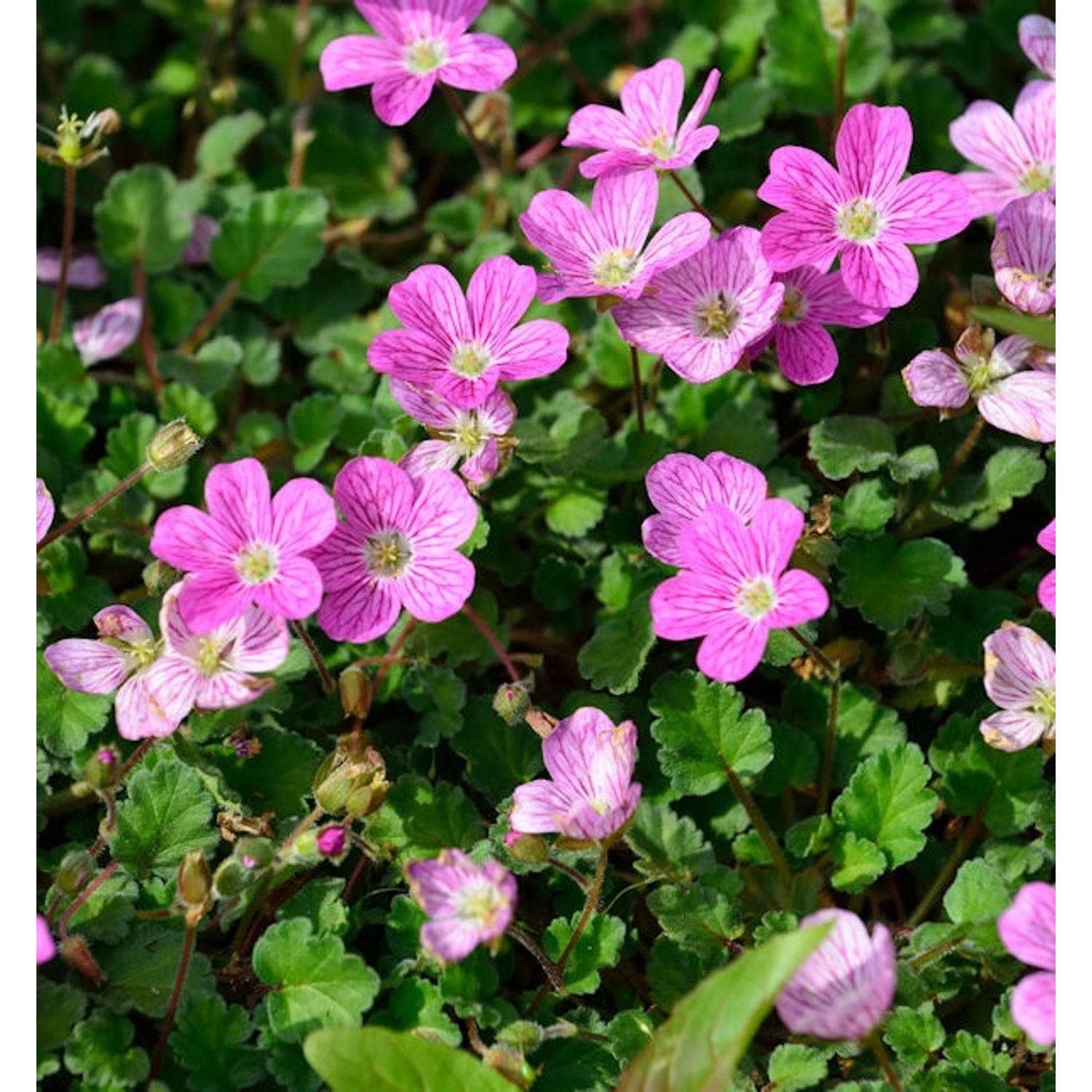 Reiherschnabel Bishop - Erodium reichardii günstig online kaufen