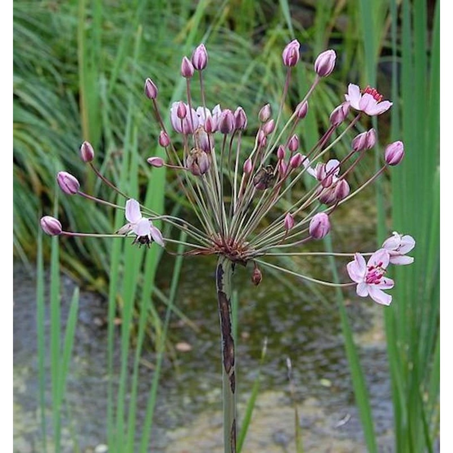 Blumenbinse Rosenrot - Butomus umbellatus günstig online kaufen