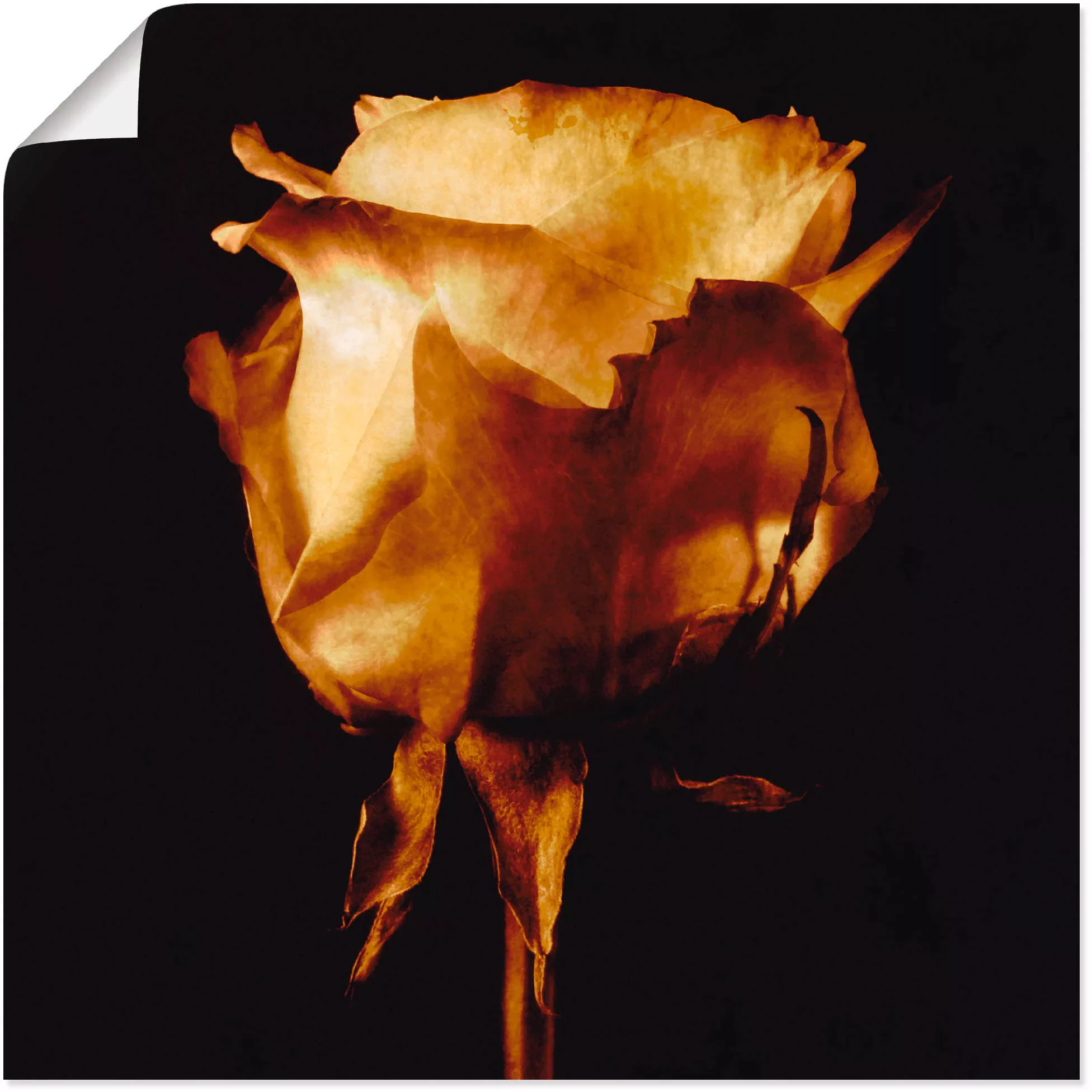 Artland Wandbild "Vergoldete Rose", Blumen, (1 St.), als Leinwandbild, Post günstig online kaufen