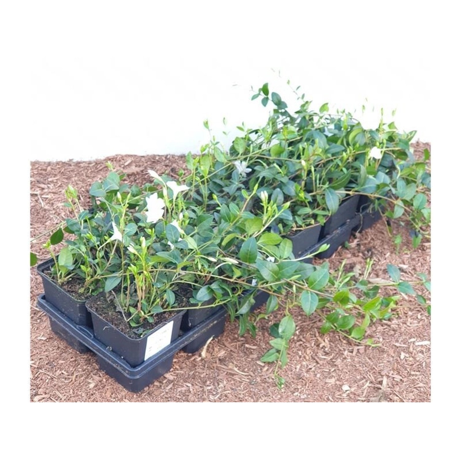 Vinca Minor Alba Immergrün Weiß Ca. 9x9 cm Topf günstig online kaufen