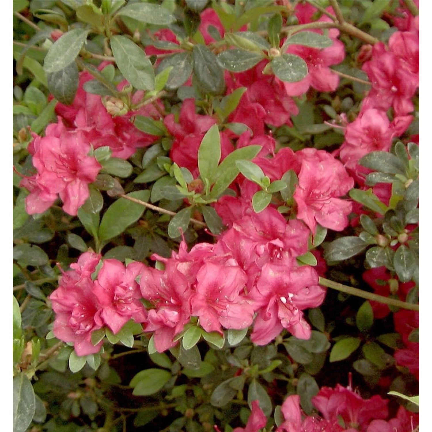 Japanische Azalee Muttertag 40-50cm - Rhododendron obtusum - Zwerg Alpenros günstig online kaufen