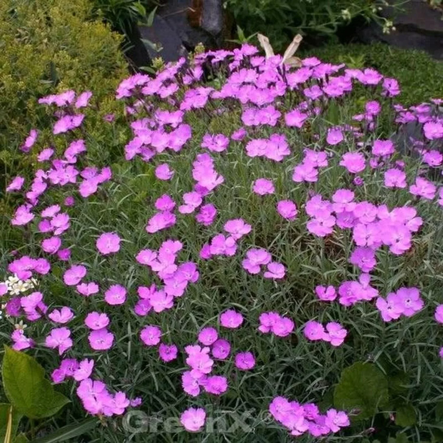 Pfingstnelke Blauigel - Dianthus gratianopolitanus günstig online kaufen