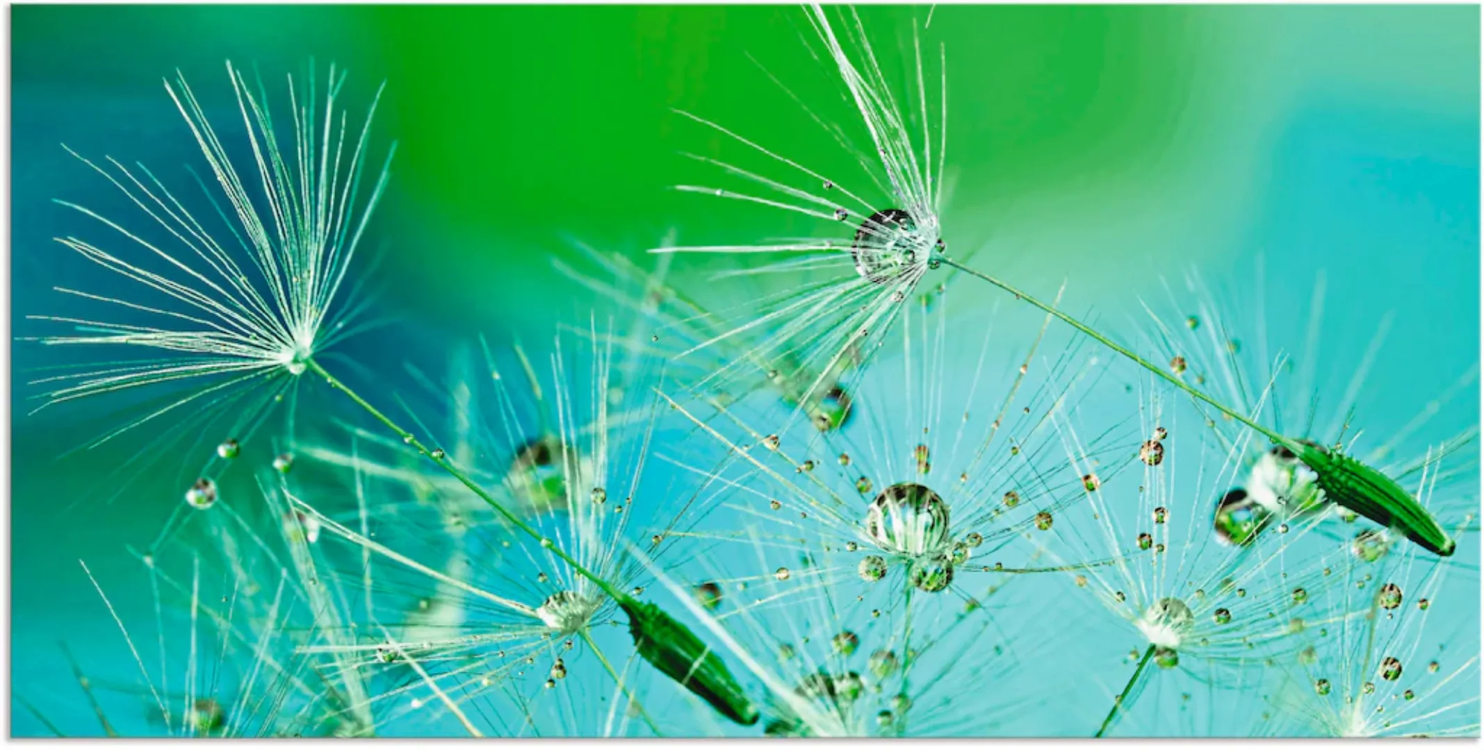 Artland Wandbild "Glitzernde Pustblumen mit Wassertropfen", Blumen, (1 St.) günstig online kaufen